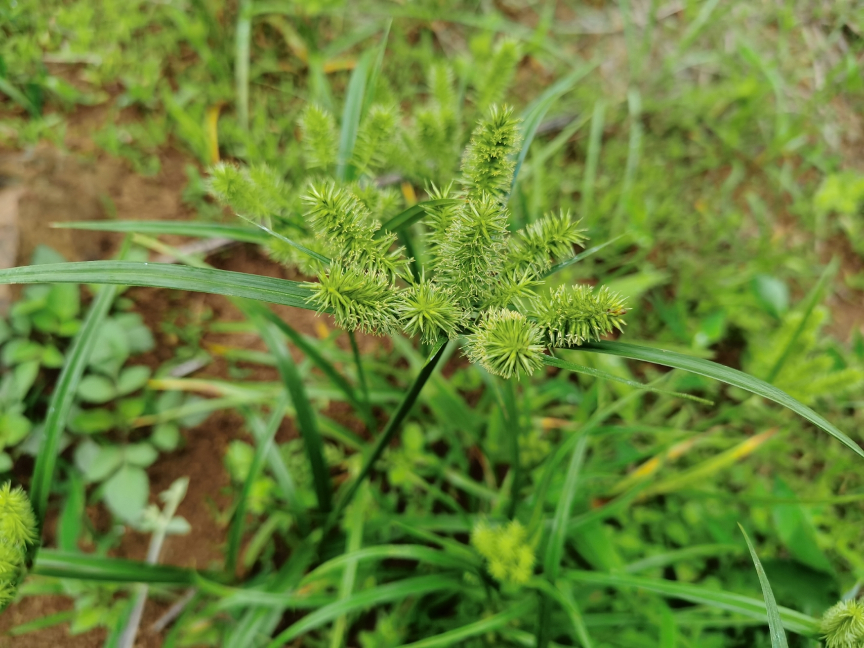香附子:别名:三棱草.