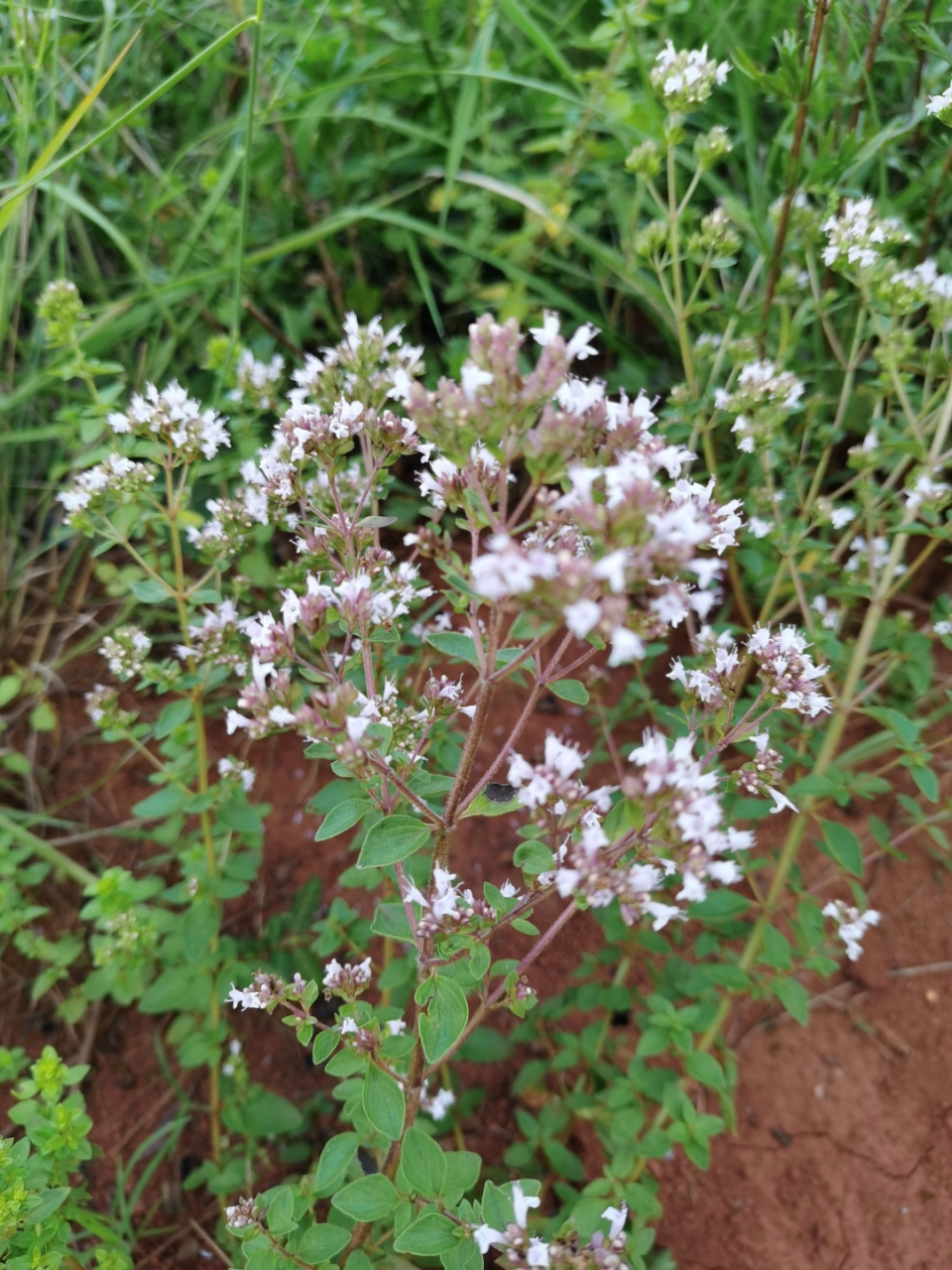 牛至又叫止痢草,小叶薄荷,土香薷,跟薄荷真的很相似.#晒出上学时的你