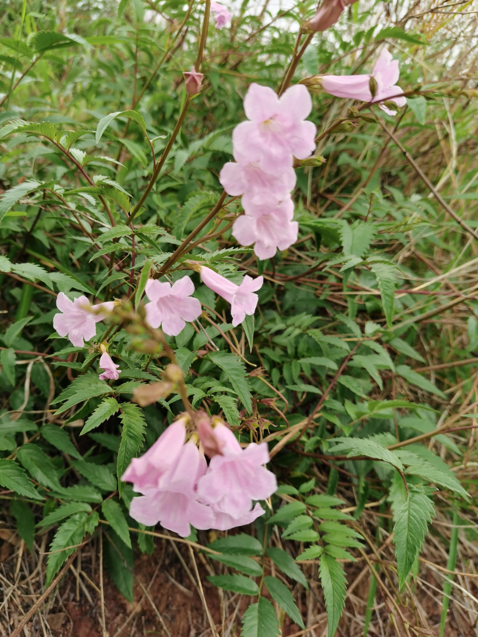 碗打烂花:又叫金鸡豇豆,马桶花,两头毛,城墙花!