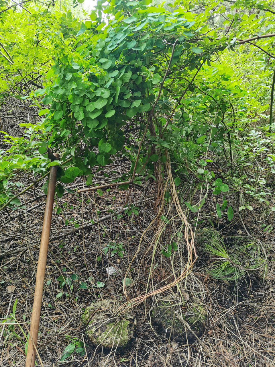 山乌龟:又叫金线吊乌龟,地不容;具清热解毒,消肿止痛,镇静之功效.