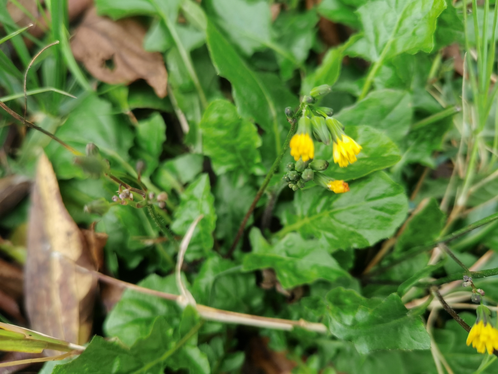 黄鹌菜花色图片