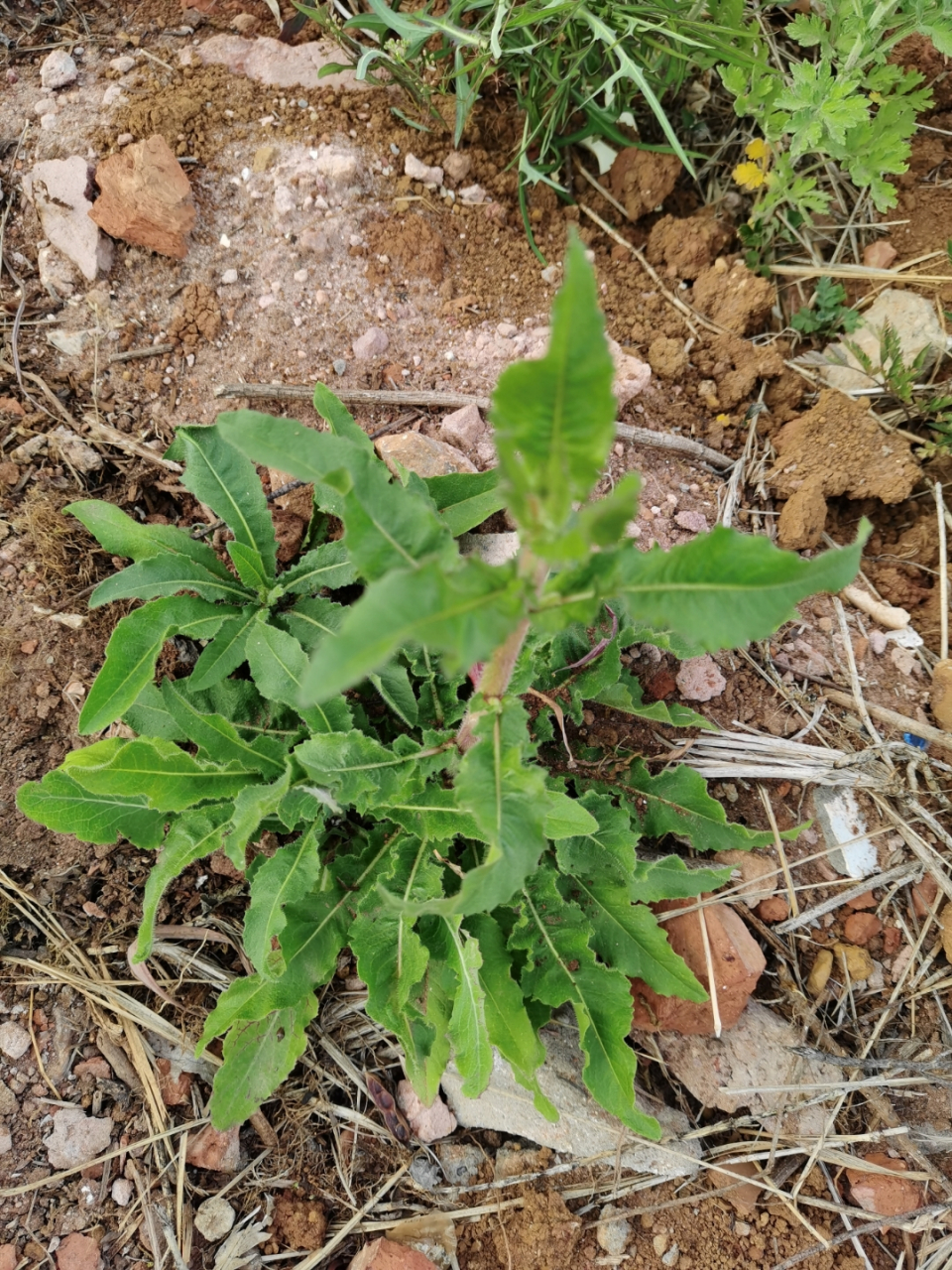 毛连菜:味苦,辛,性凉.具有泻火解毒,祛瘀止痛的功效.