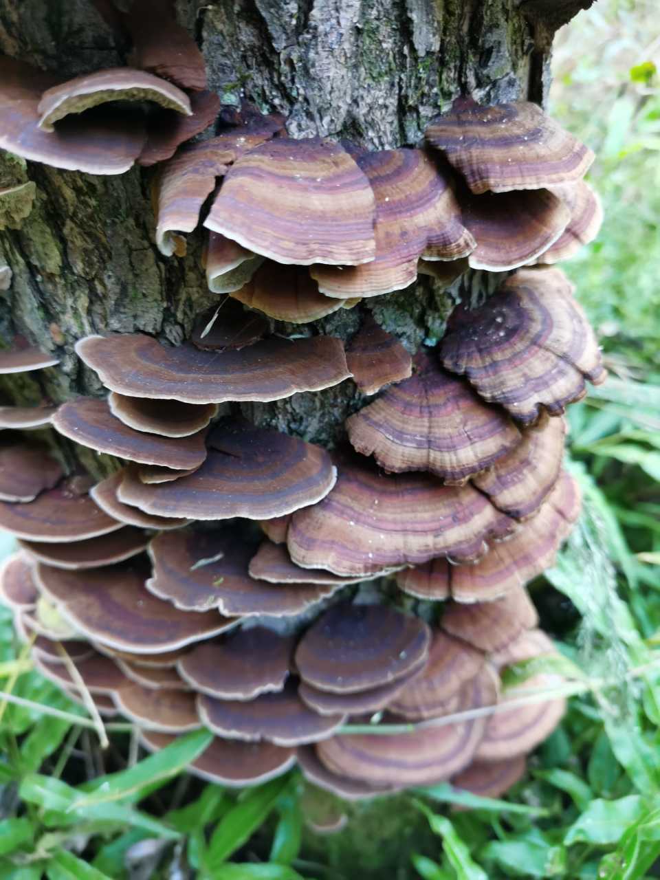 树舌,又名树舌灵芝,具有消炎抗癌之功效.