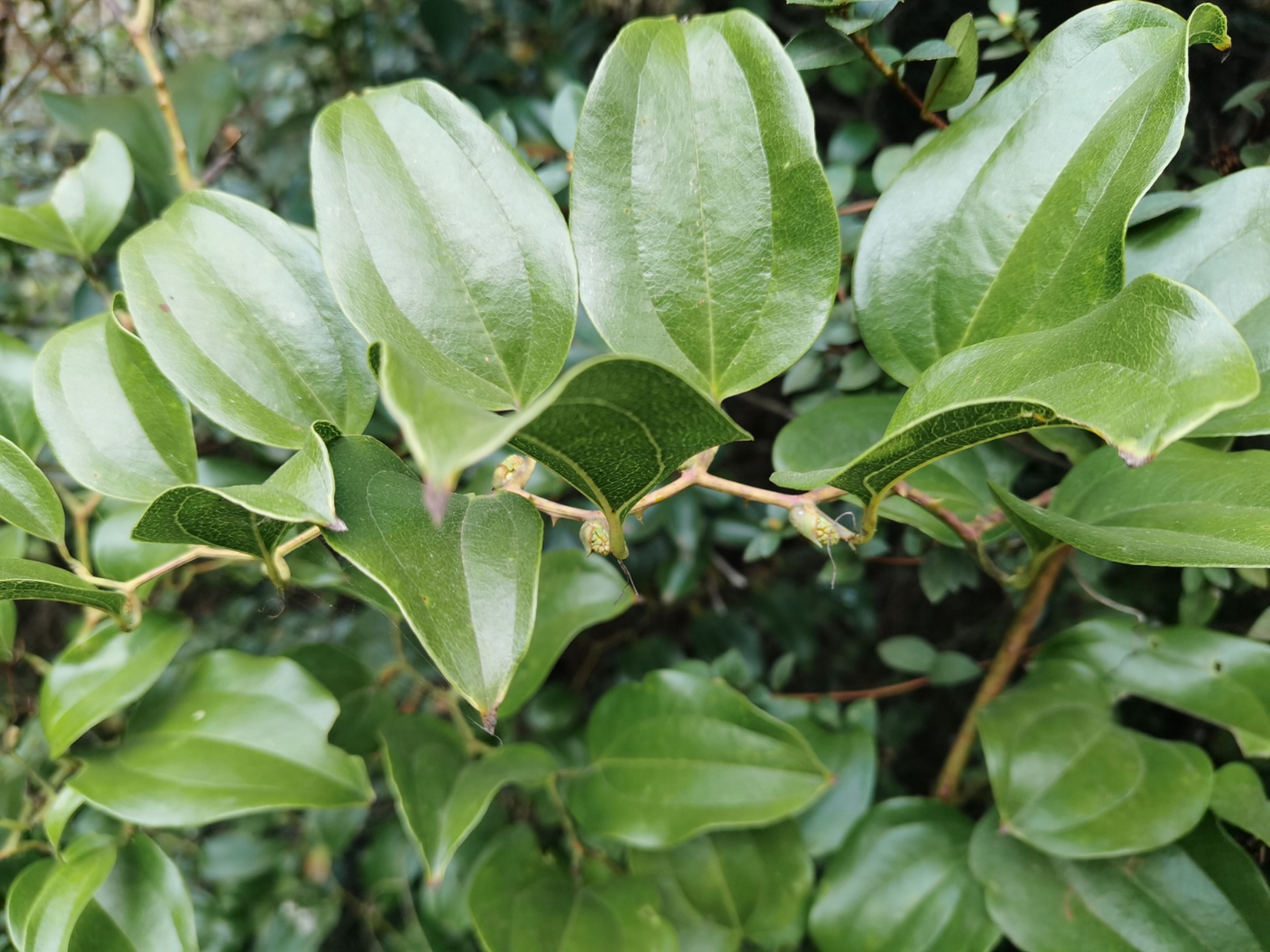 菝葜,又名:金刚藤:苗茎成蔓;长二;三尺;有刺.