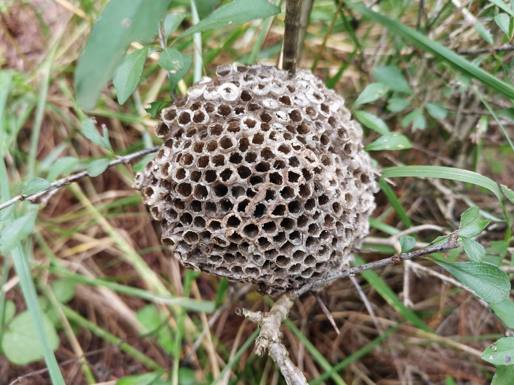露峰房:我的老家叫细腰马蜂,小草峰,别名:紫金沙,野蜂房;具有祛风除湿