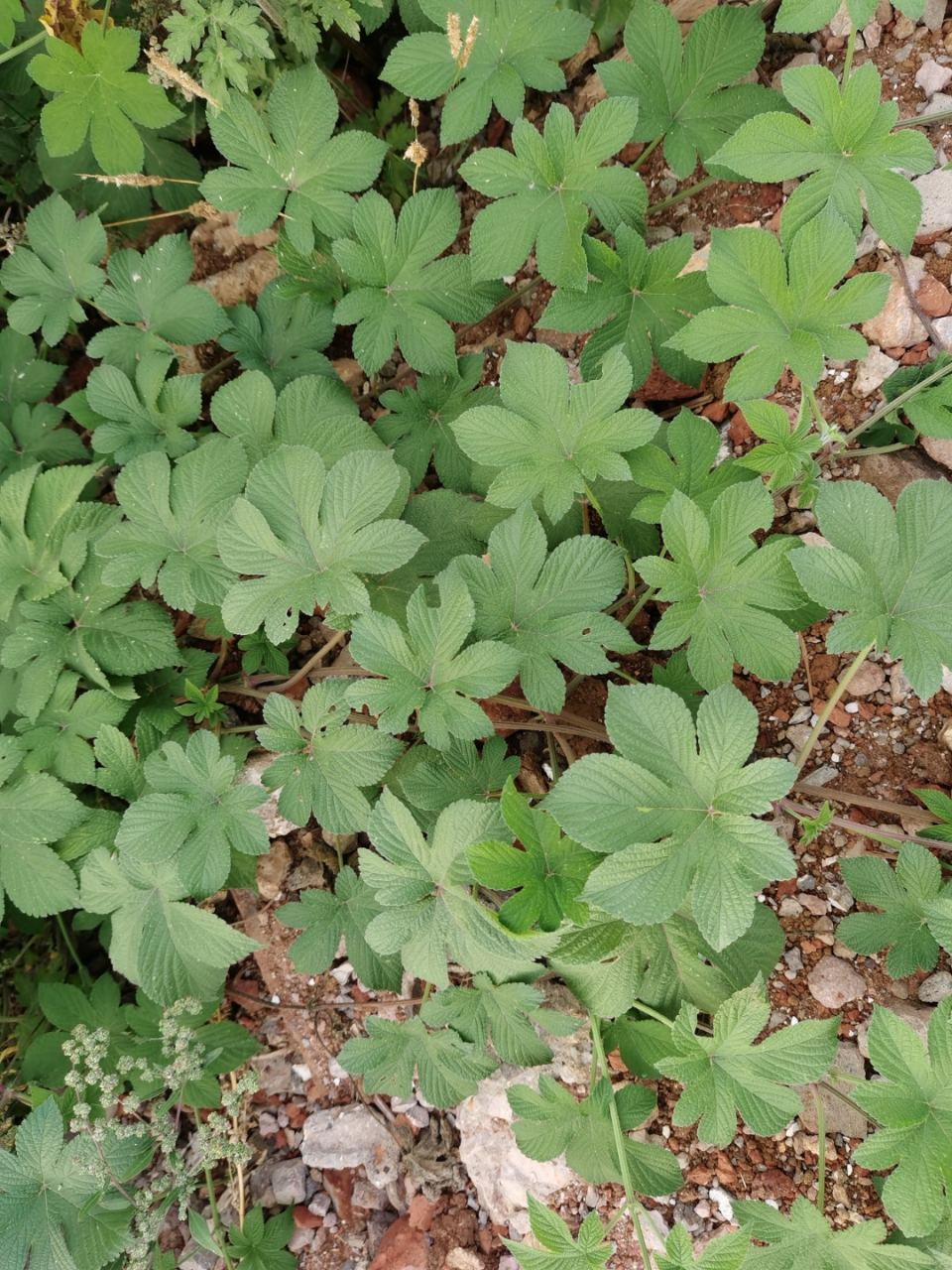 葎草:别名,拉拉秧:具有清热解毒,利尿消肿,是一味抗菌效果不错的本草.