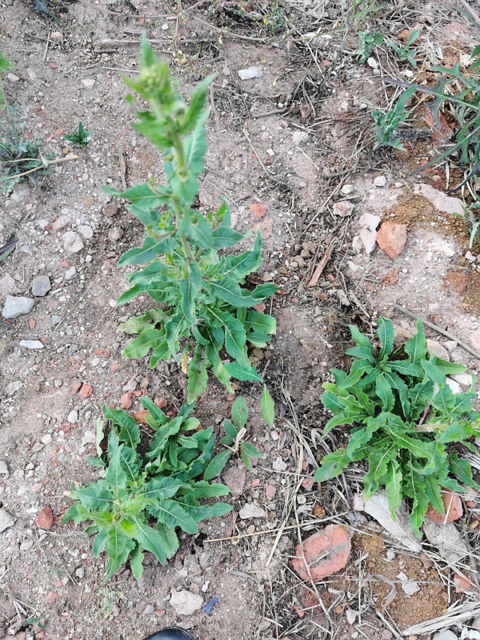 毛连菜:味苦,辛,性凉.具有泻火解毒,祛瘀止痛的功效.