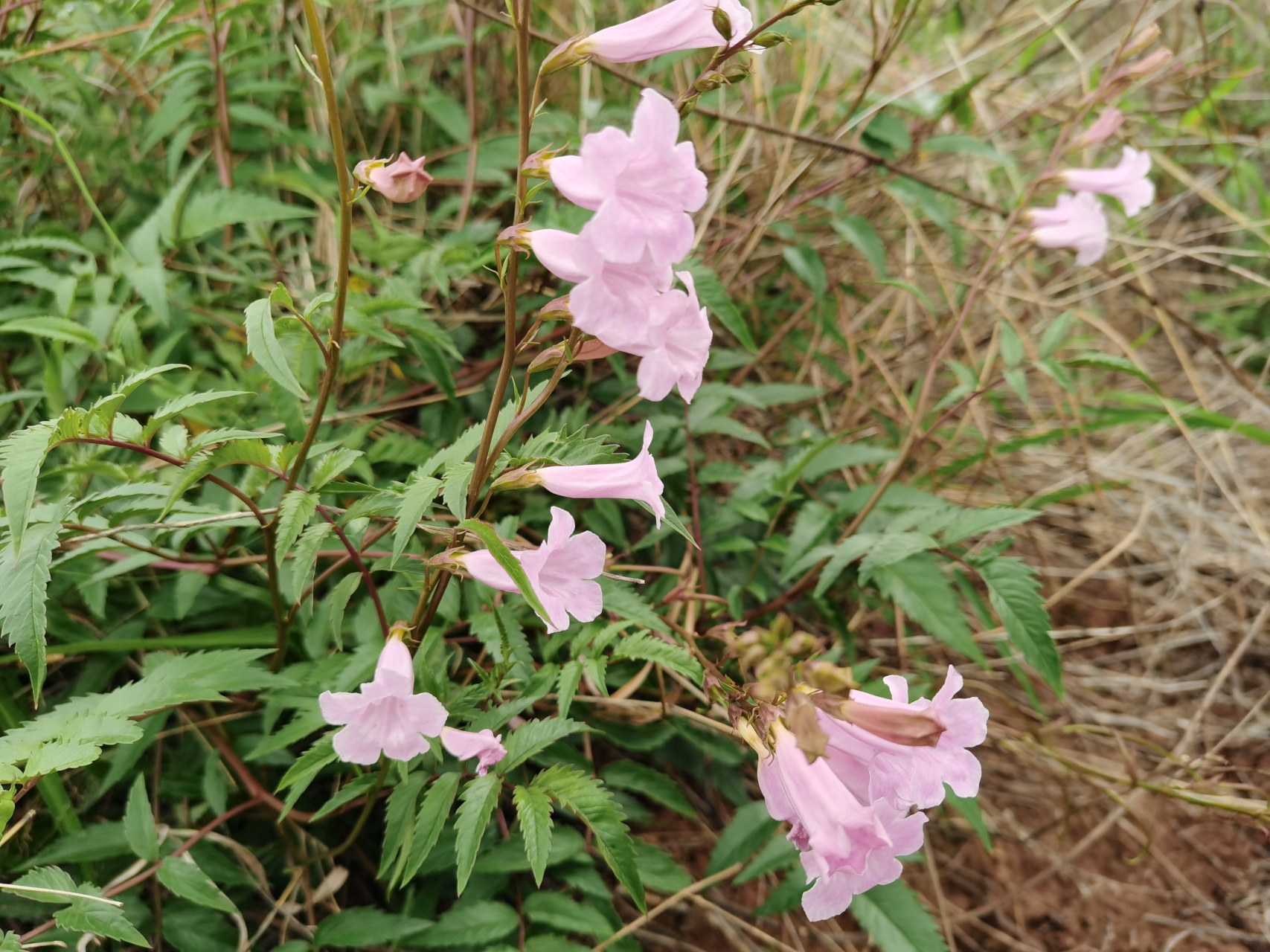 碗打烂花:又叫金鸡豇豆,马桶花,两头毛,城墙花!