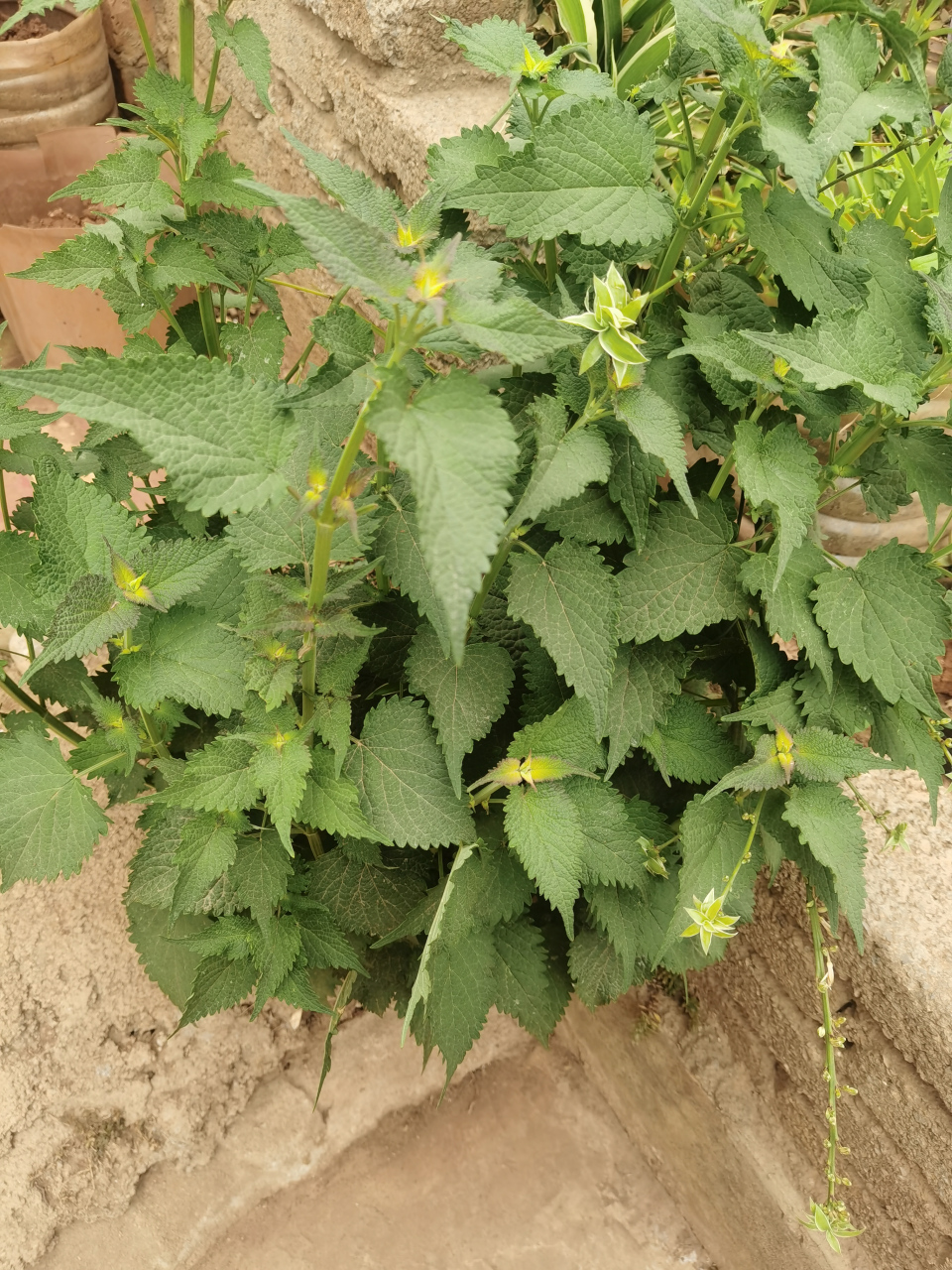 藿香:清凉消暑,夏日必备