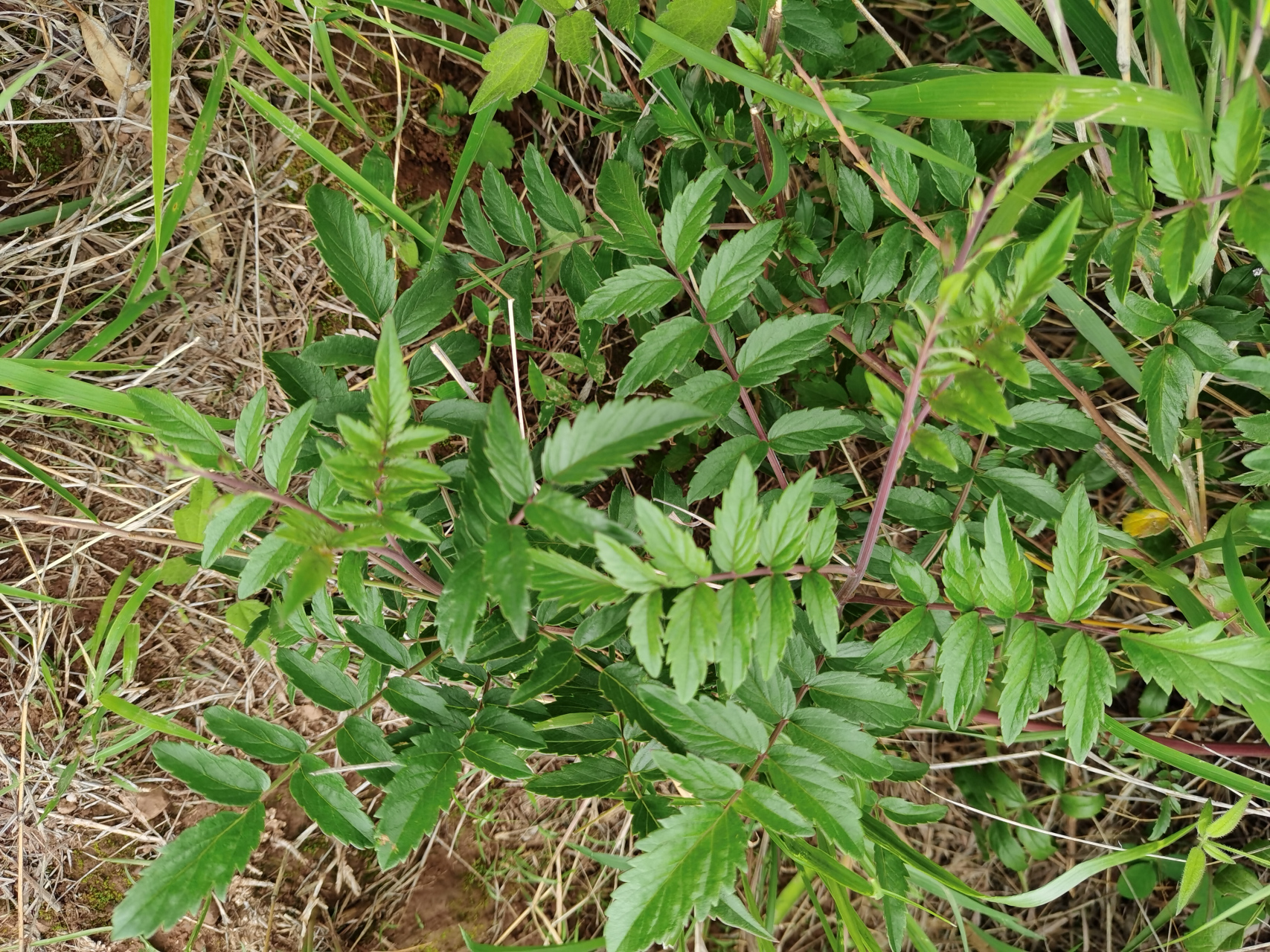 碗打烂花:又叫金鸡豇豆,马桶花,两头毛,城墙花!