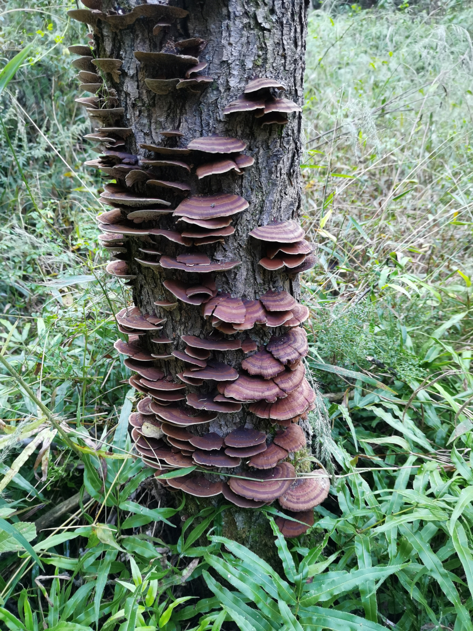 枫树上的树舌灵芝图片图片