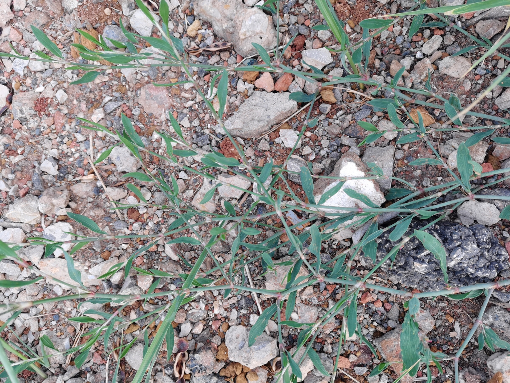 萹蓄:其性寒,味苦,作为一种中草药,有祛湿化瘀的功效,中医认为它还是