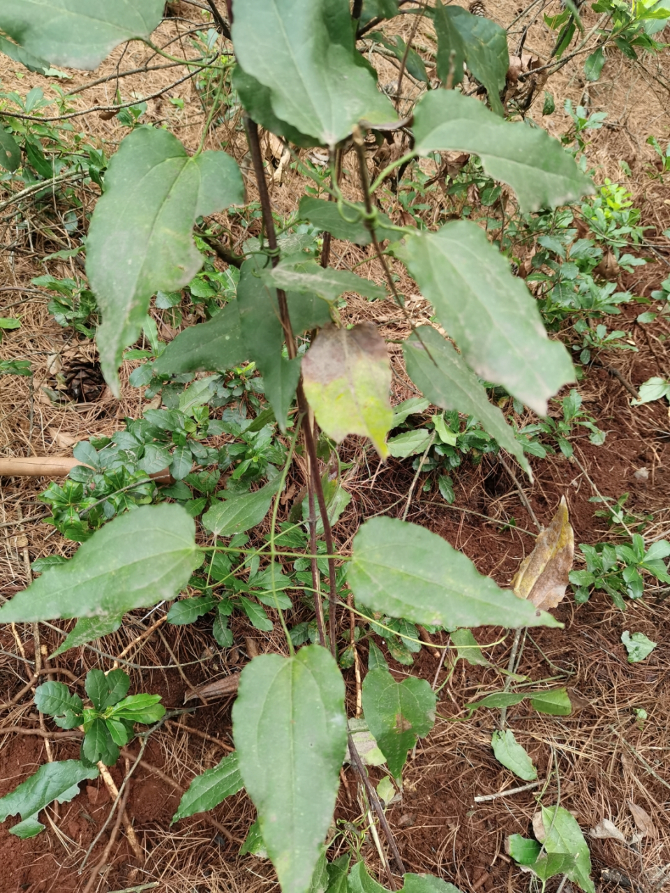 威灵仙:又叫山木通,金包银;其根及茎入药具有祛风湿,通经络,消骨梗之