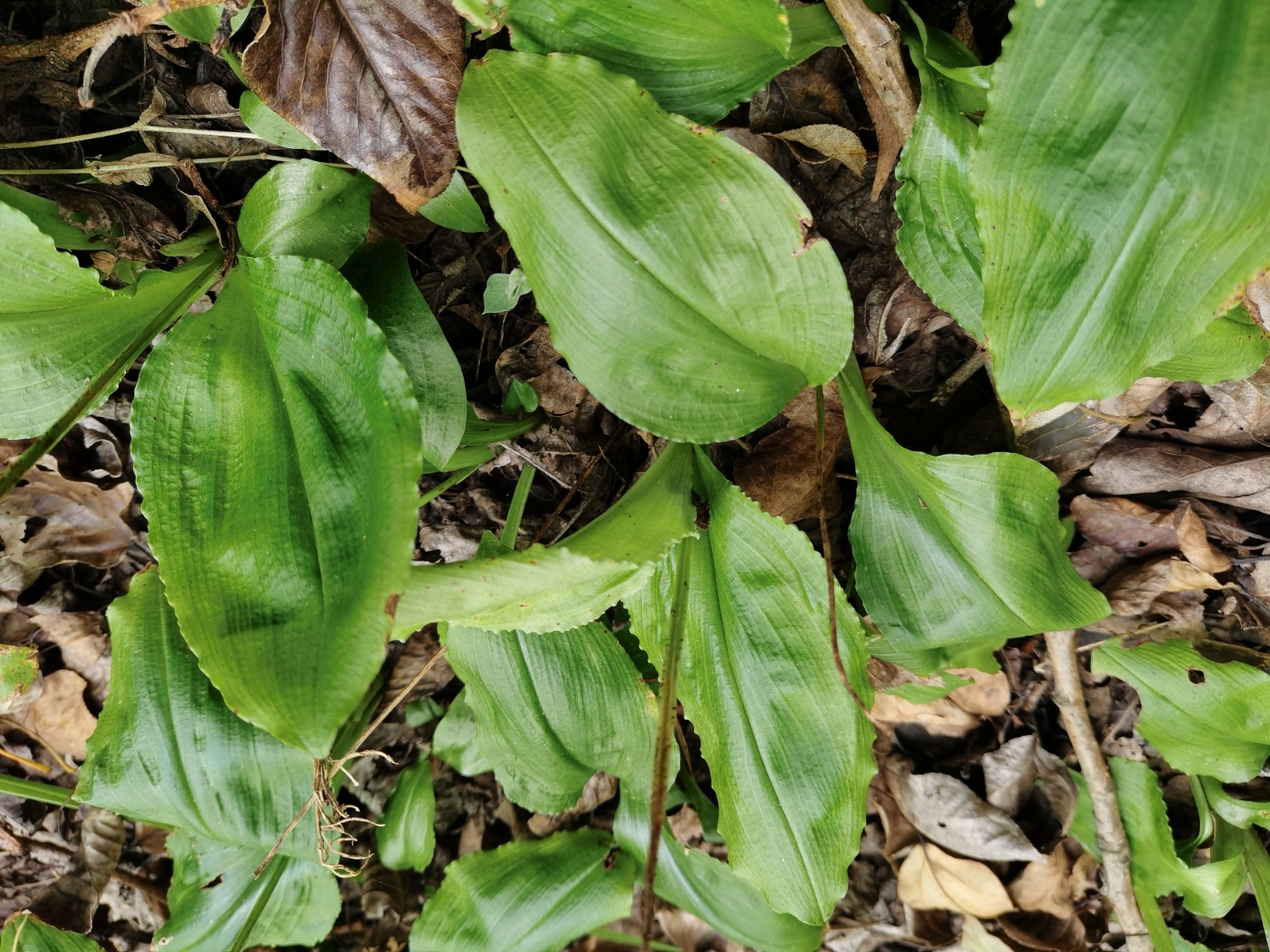 见血清草药图片