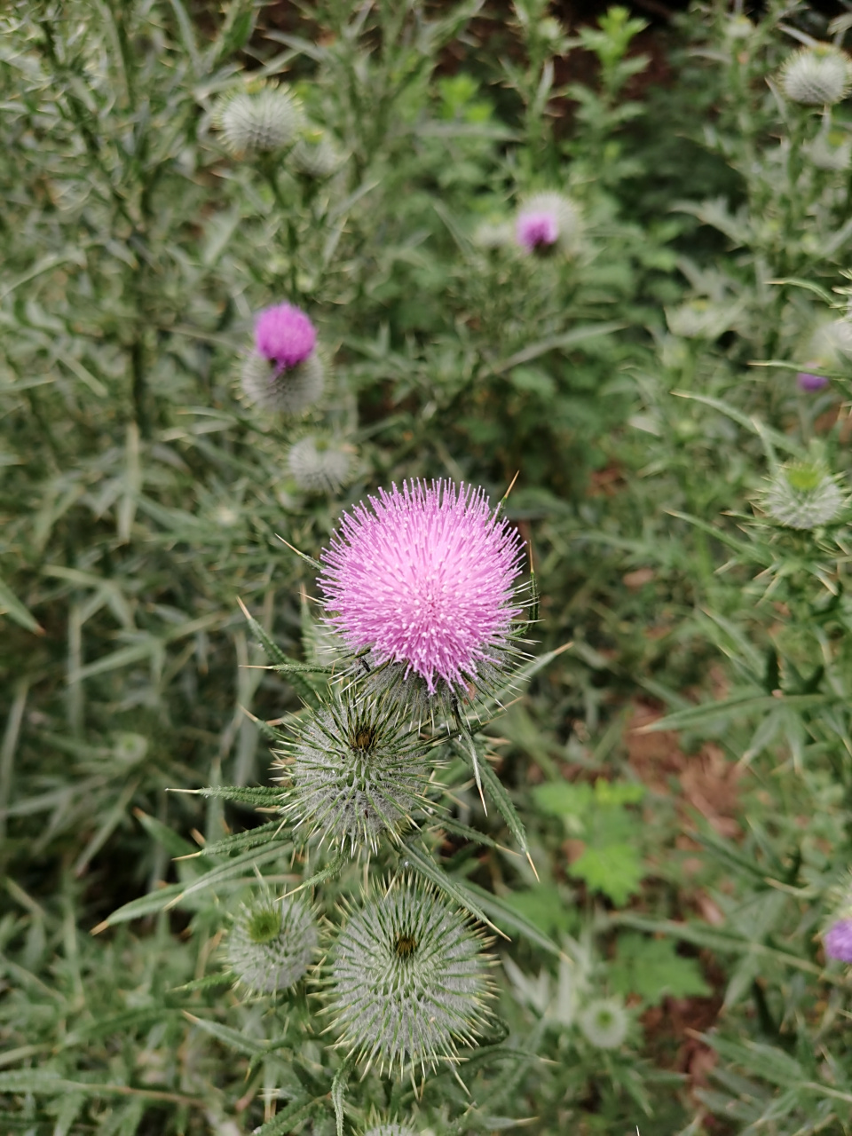 大蓟:别名:牛口刺,马刺根,鸡刺根,有清凉解毒,止血,等功效.