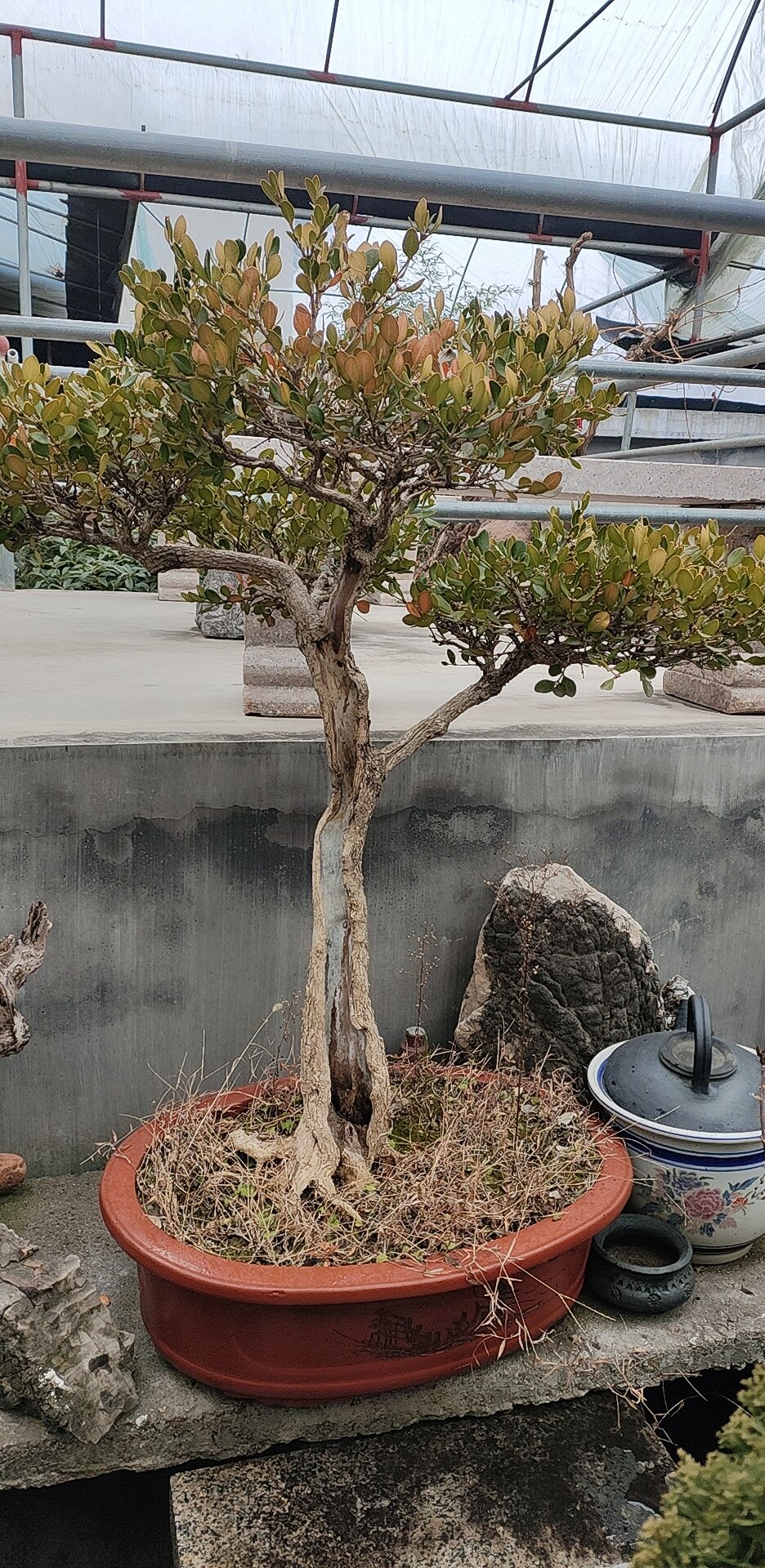 黄杨盆景八方抓根,舍利干明显