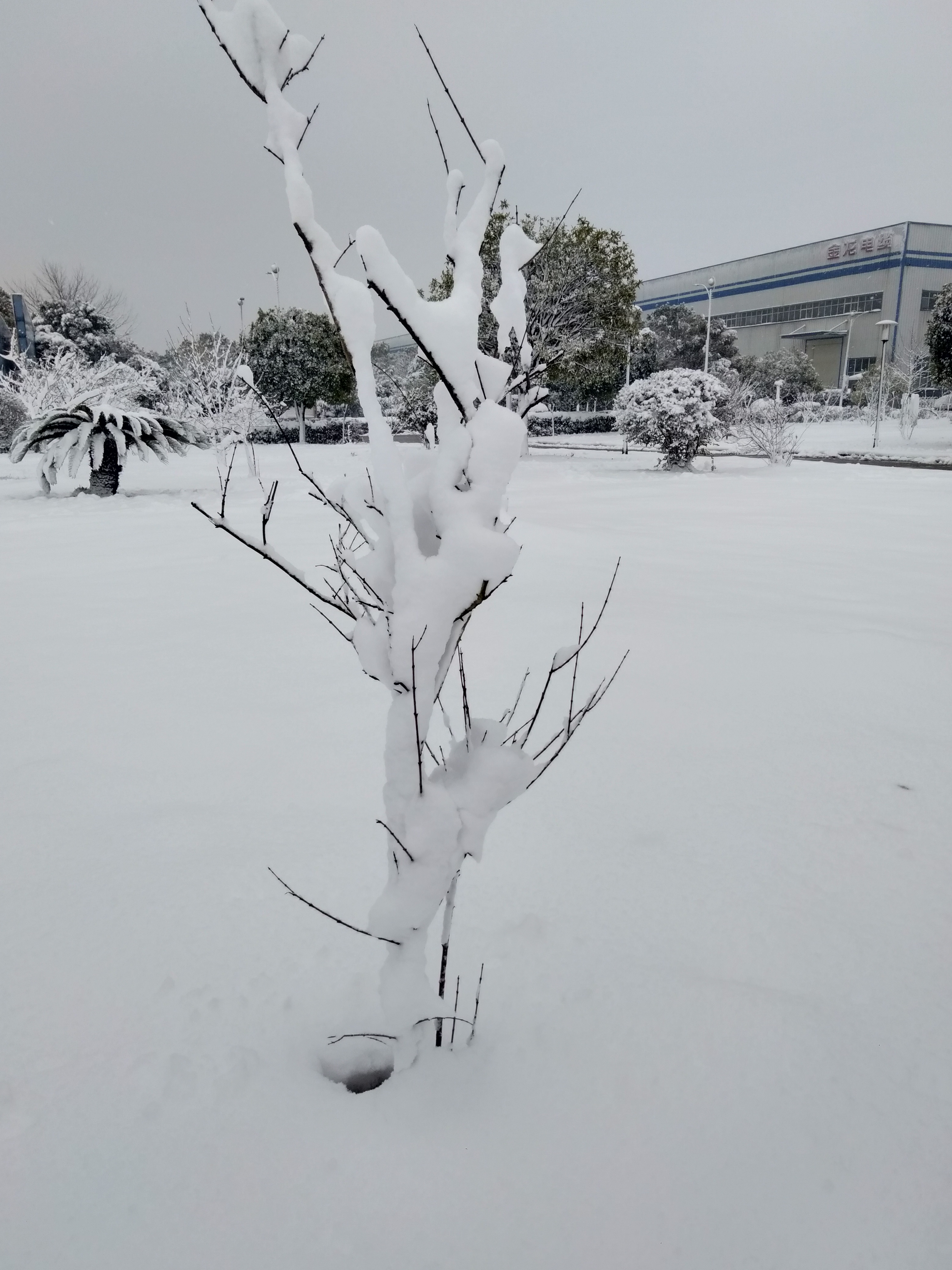 白天下雪图片真实图片