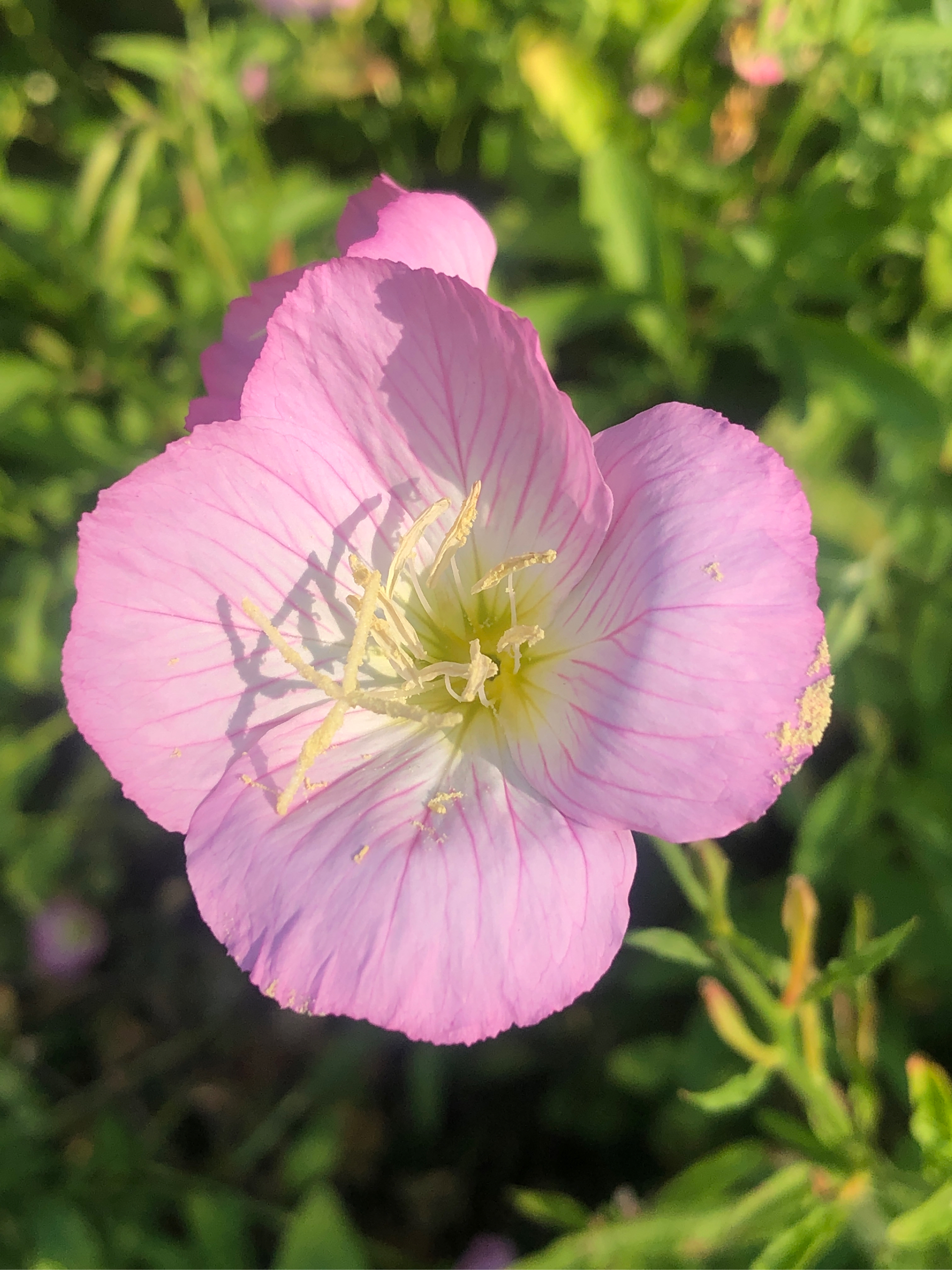 粉色的小花图片及名称图片