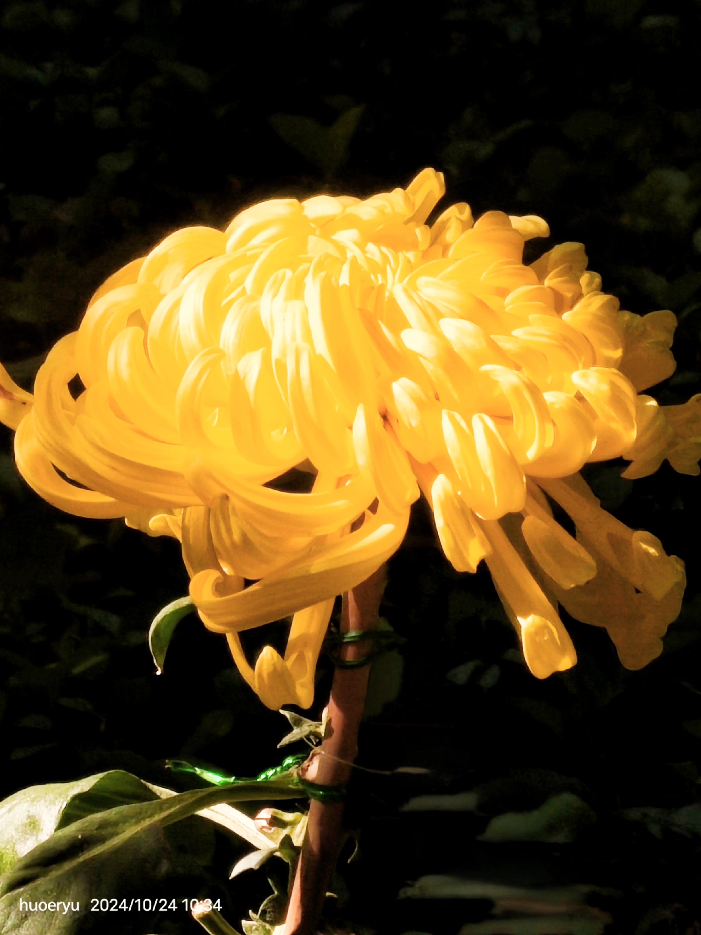 奇特菊花绽,各色皆争艳. 看展人数多,接踵紧又连