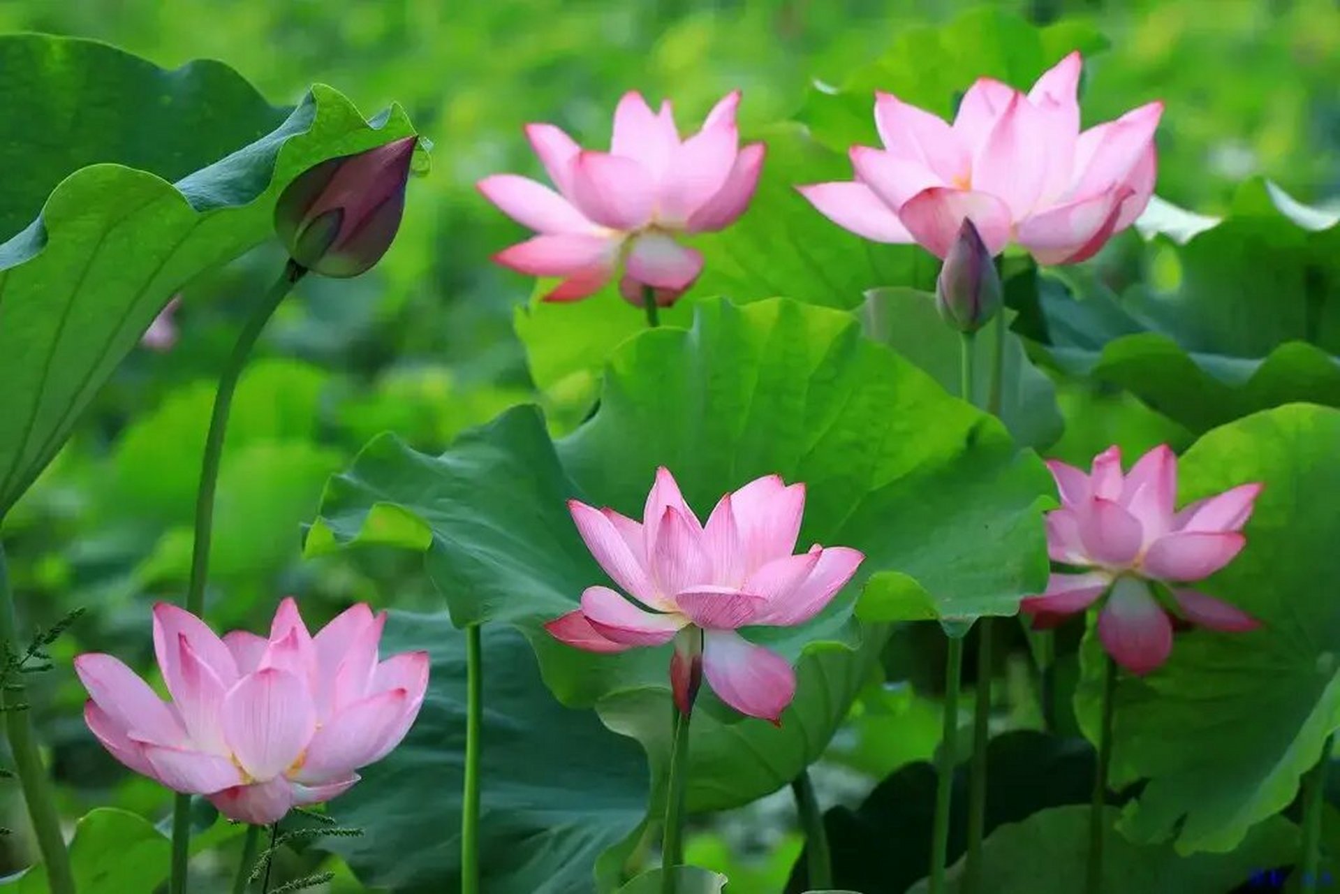 长沙这么红# 淳口镇狮岩村  "茴香小镇"位于浏阳市淳口镇狮岩村,荷塘