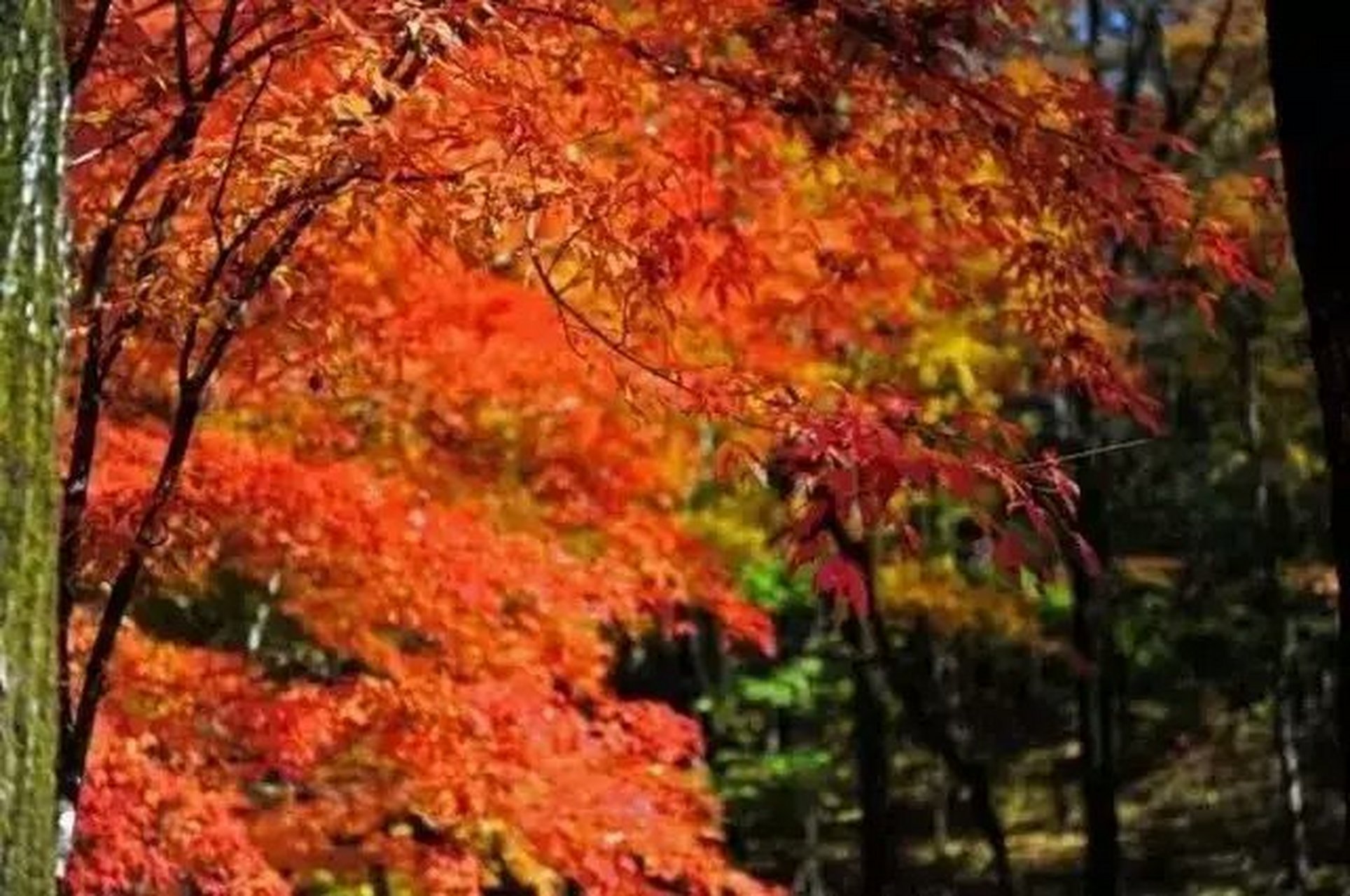 賞秋進行時# 每年此時,這裡紅葉滿山,如同落霞,非常壯觀.