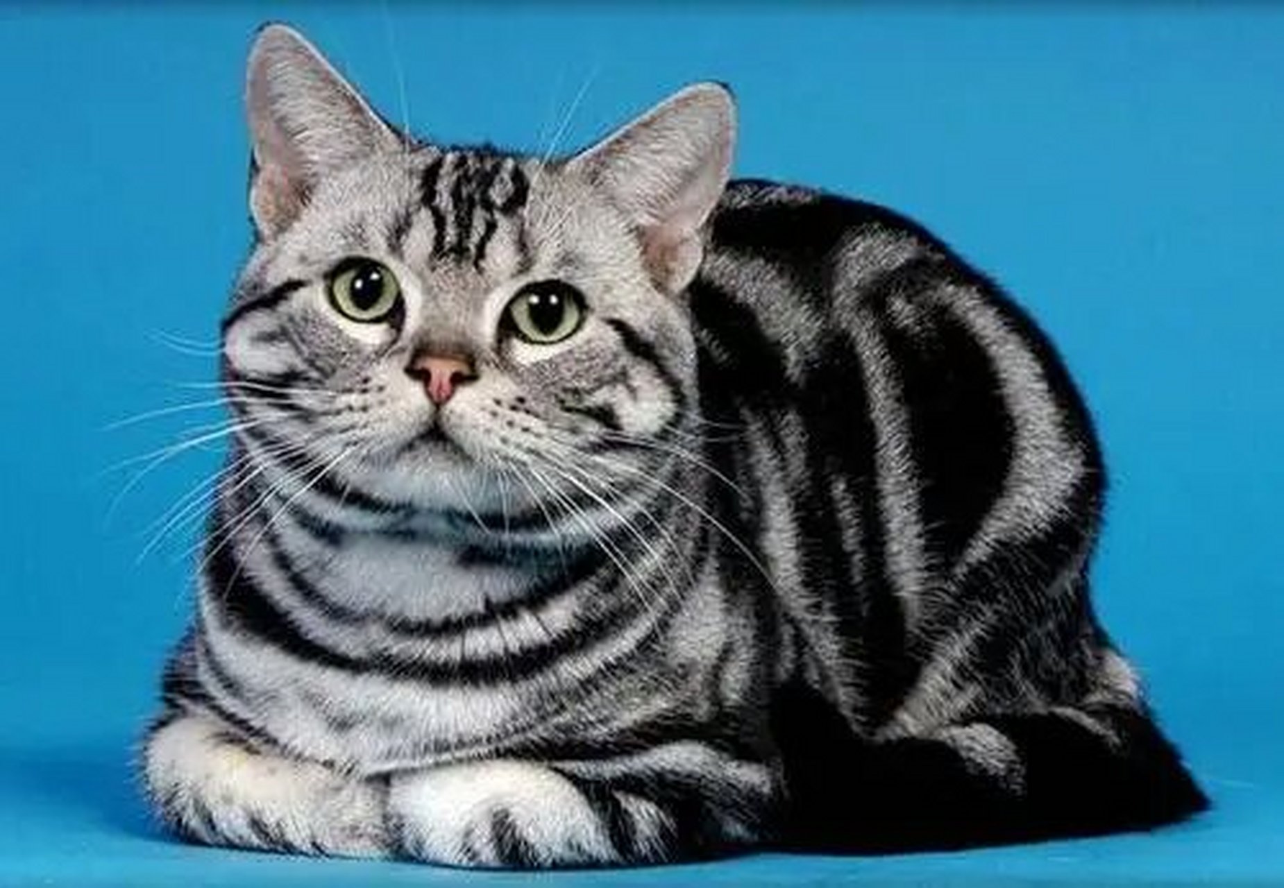 美国短毛猫 介绍了三种国内的猫咪,下面来介绍两种国外的猫咪.