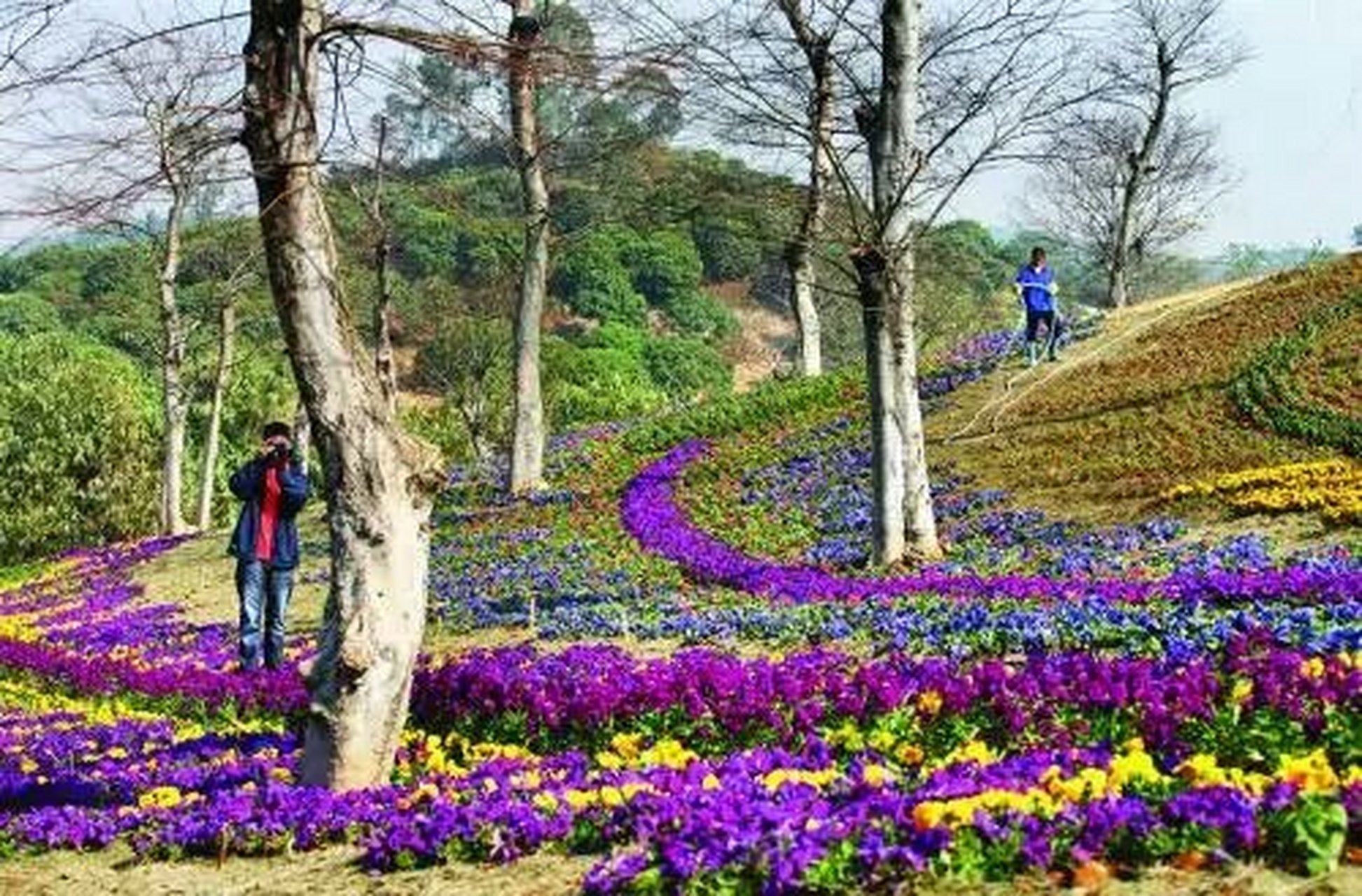 8米,是松山湖的海拔制高点,山顶建有观光凉亭——松风阁,种植毛杜鹃为