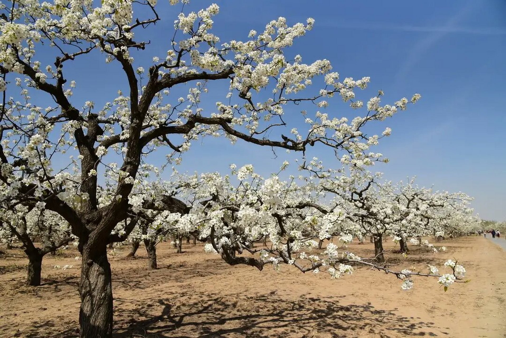 每到这个时候,河北省赵县25万亩梨园成了花的海洋,遍地的梨树竞相吐蕊
