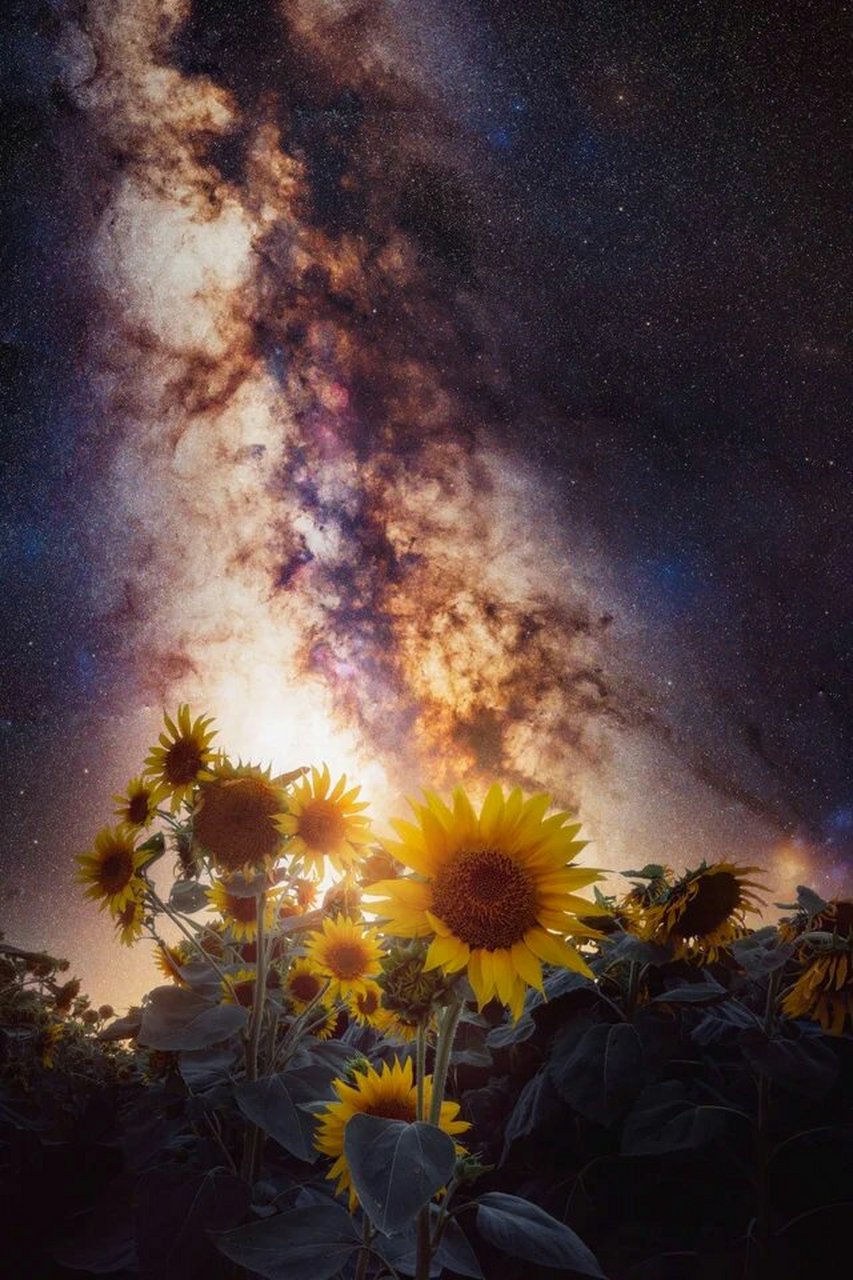 激活无聊假期计划# 向日葵与星空. 加州,优洛县. #双节八天乐