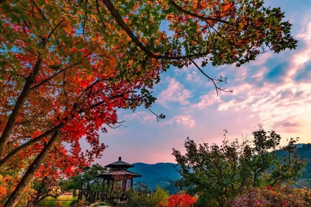 请你在秋天来  踏遍千山觅秋色,九如枫叶分外红.