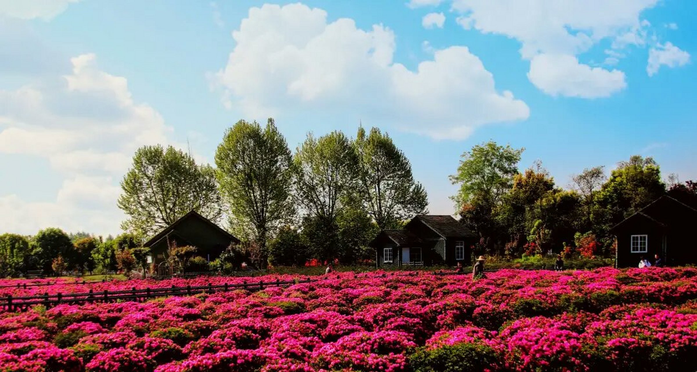 一起趣郫都# 观赏地点①:唐昌花田人家  花期时间:3月-4月  观赏亮点