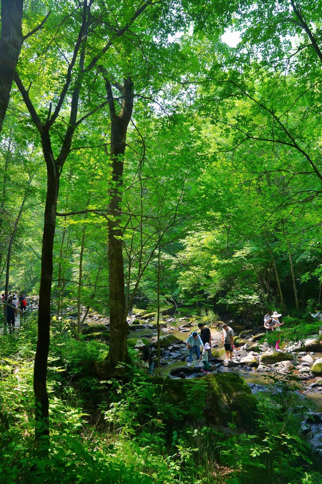 黑龙江伊春的茅兰沟景区,是一个藏在山谷的清凉世界,位于伊春市嘉荫县