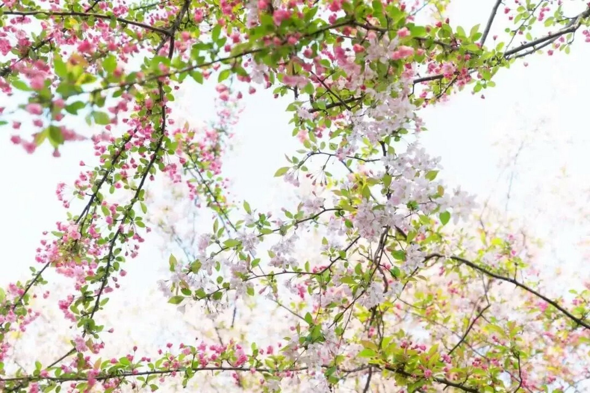 一起趣郫都# 观赏地点①:唐昌花田人家  花期时间:3月下旬-5月  观赏