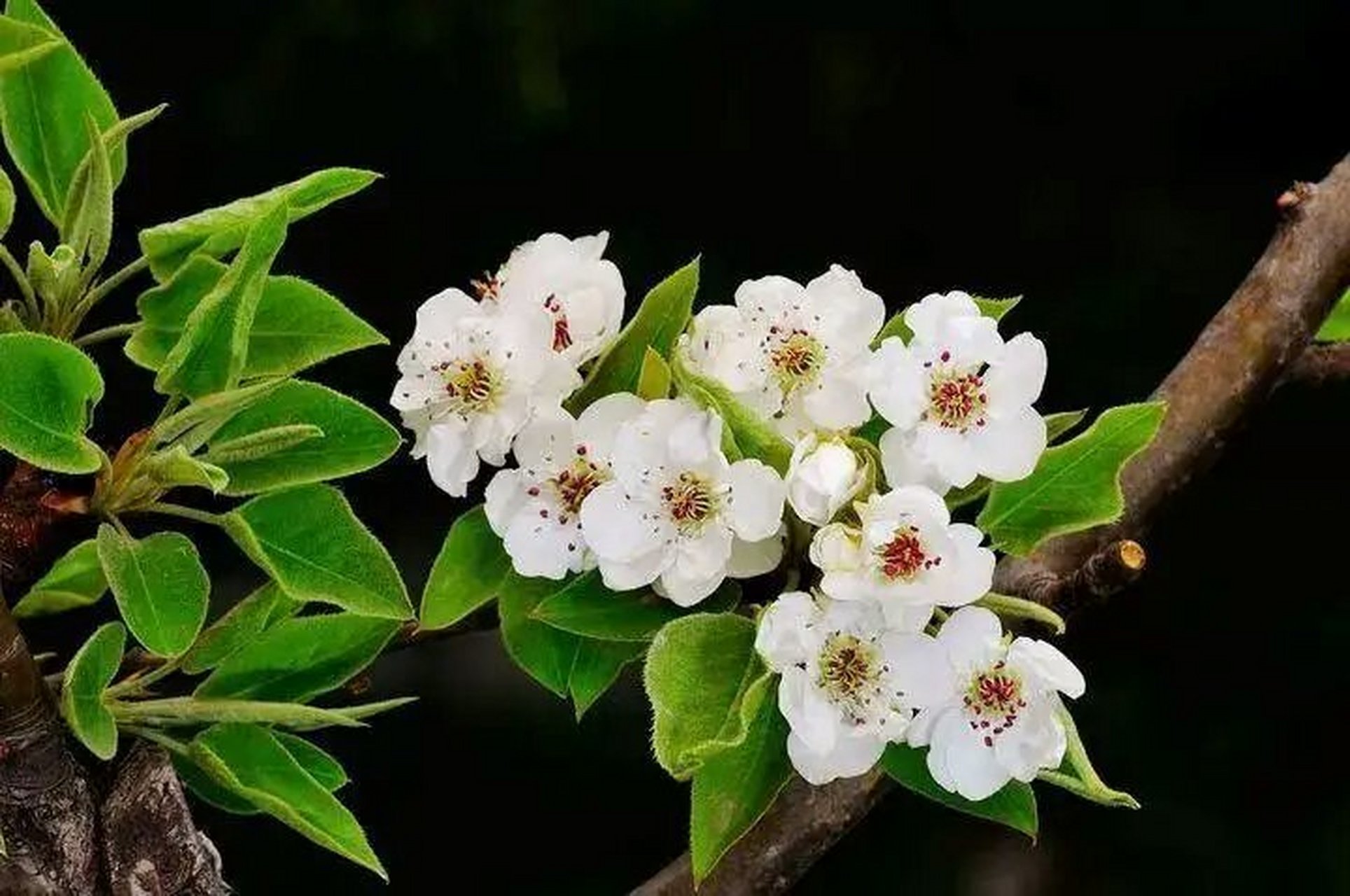 梨花  梨花跟杏花有点像,不过它的花和叶子都很大,花蕊带点红色,花瓣