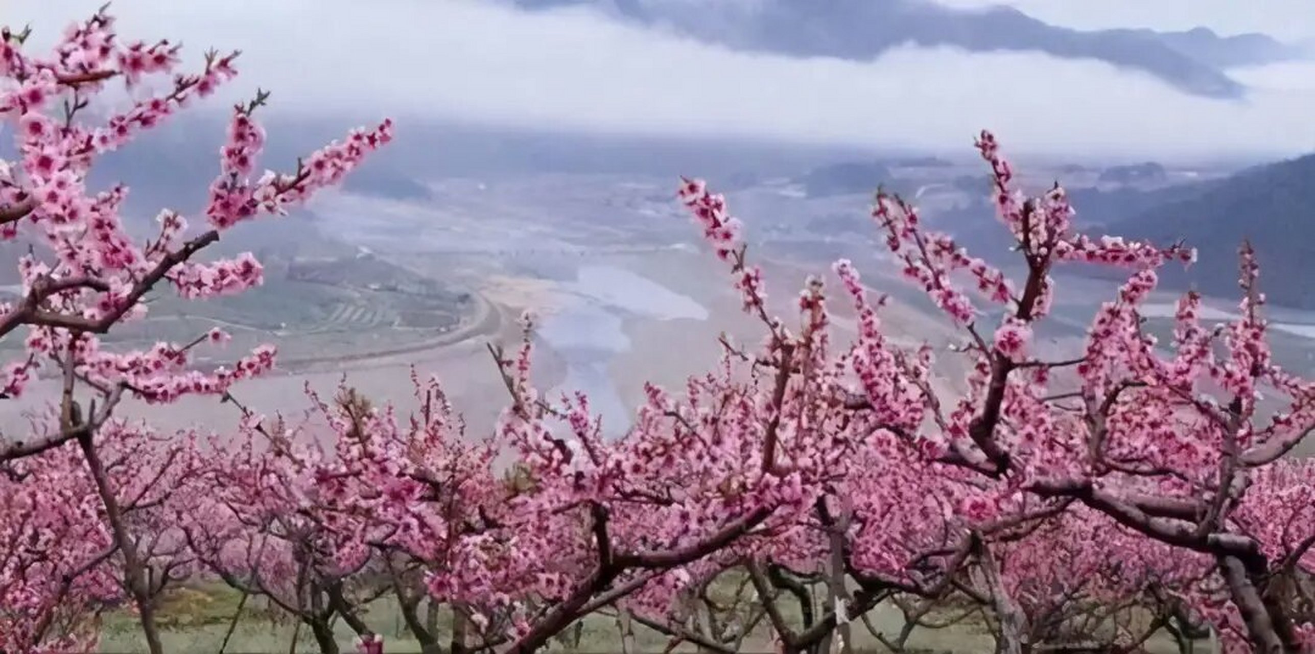 开在灵丘县桃花山的山桃花,可谓是漫山遍野,尤为壮观,再加上山下有