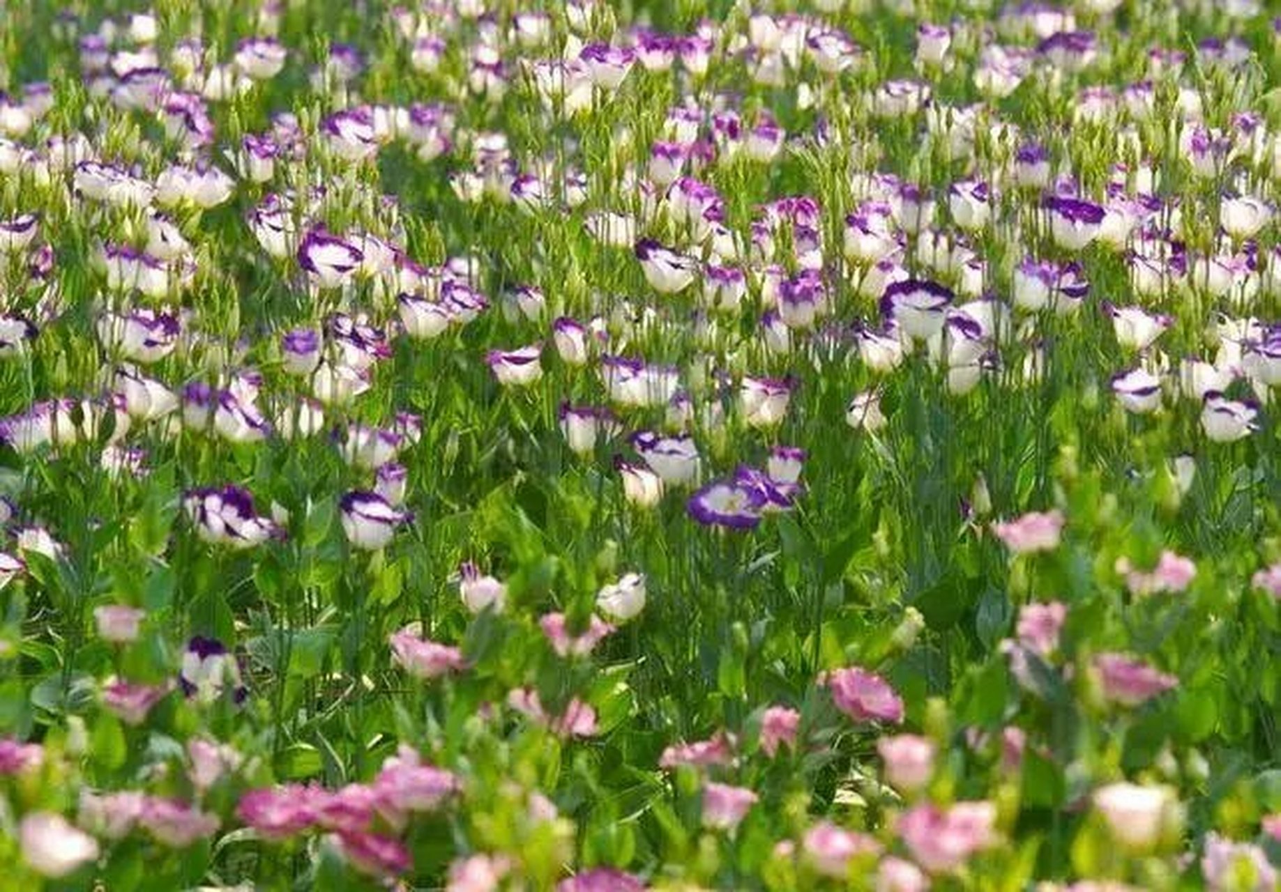 洋桔梗  洋桔梗,开花比玫瑰还漂亮,是近几年最受欢迎的鲜切花.