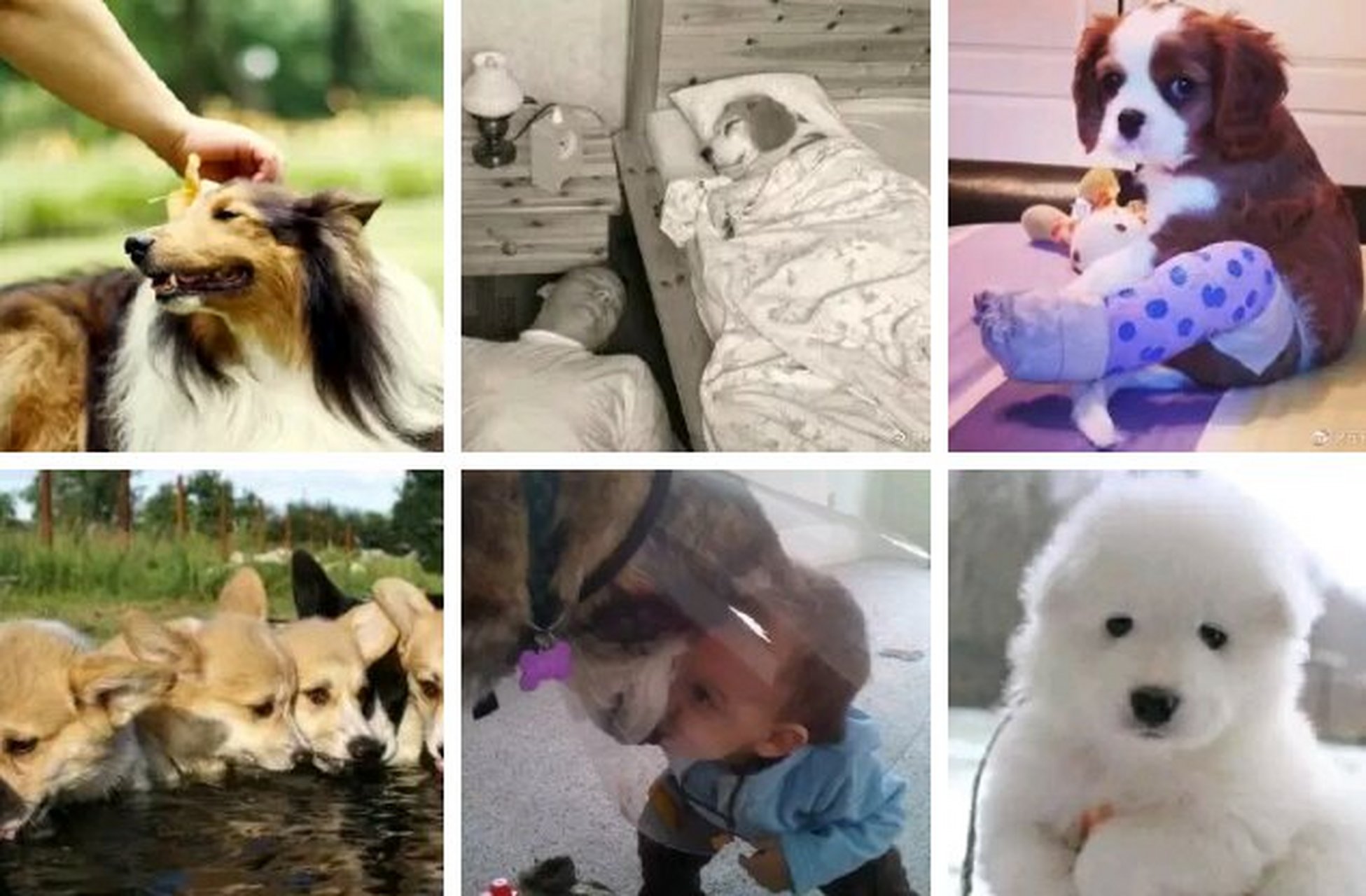 爆笑动物在哪里# 夏日绿色恋爱宠物摄影-太子篇.