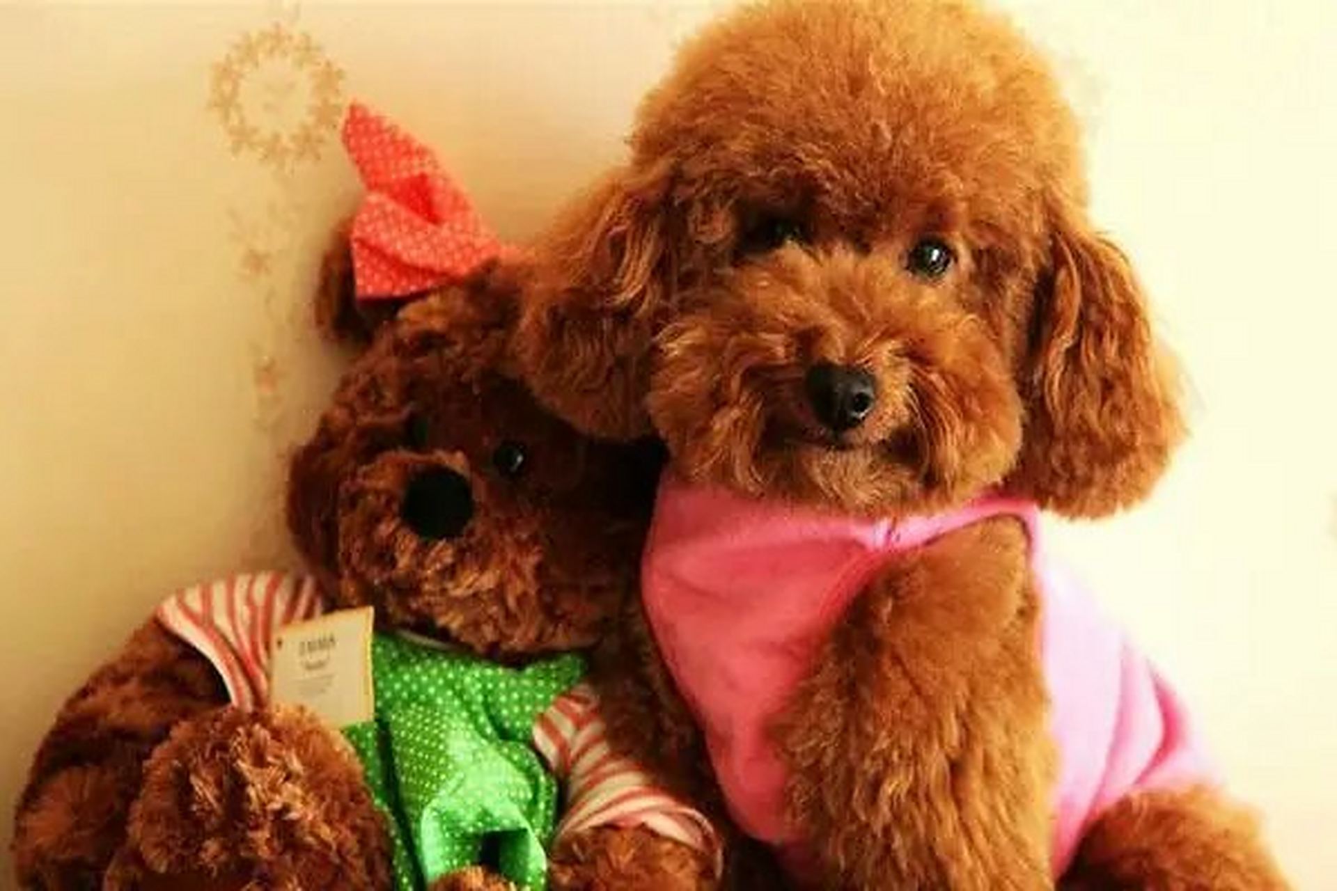 泰迪  泰迪被称为贵妇犬,又叫卷毛狗,是法国的国犬.