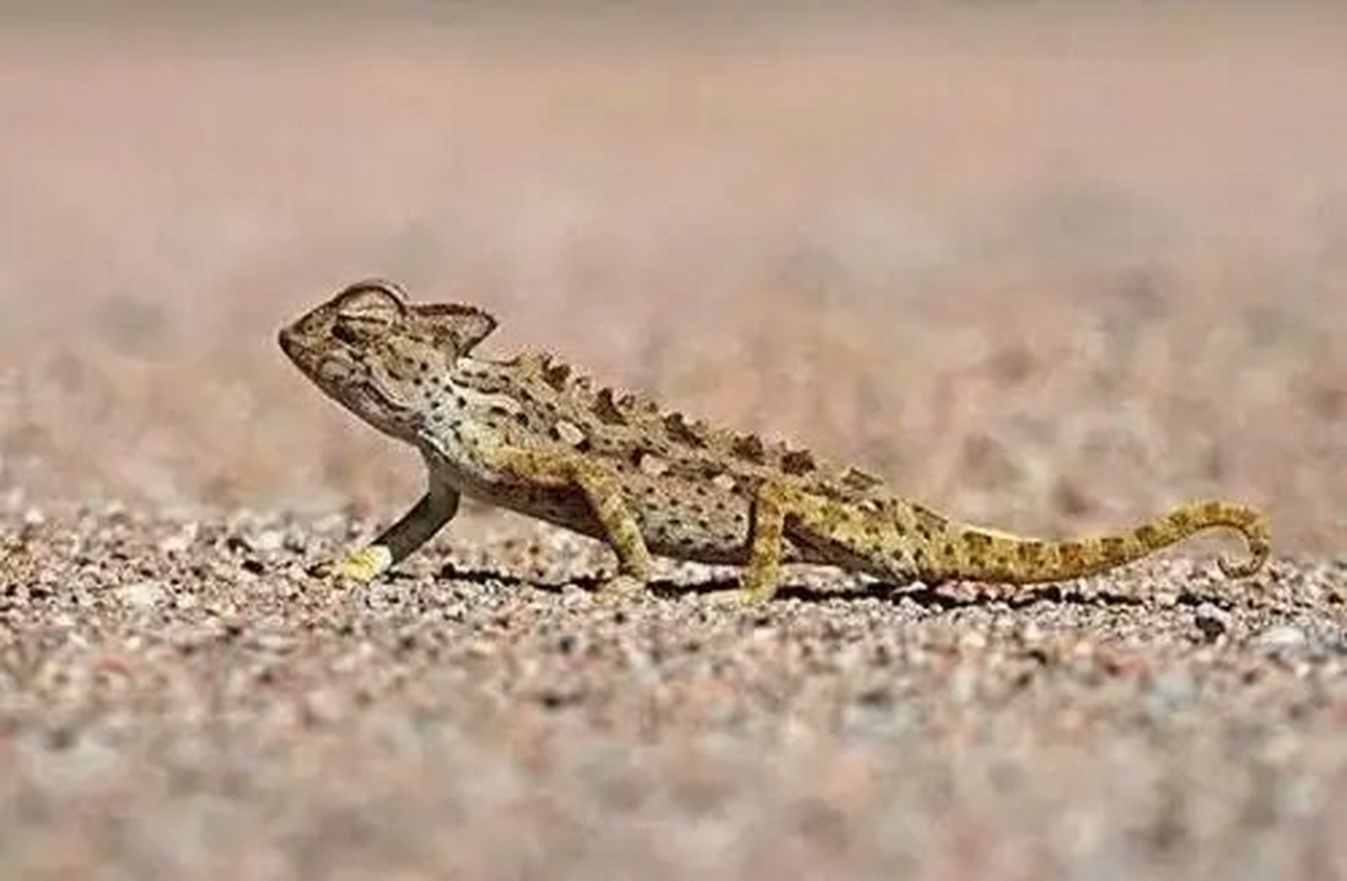 第二种宠物:沙漠角蟾蜥  国内饲养这种宠物的人并不多,国外就不一样了