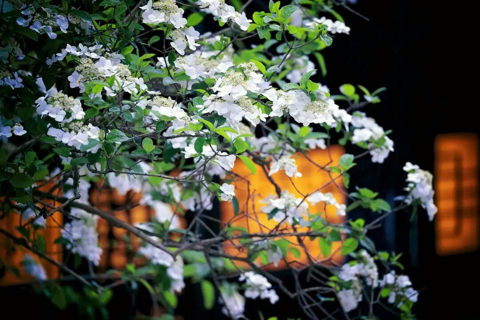 扬州赏琼花  扬州市花"琼花"在春天盛开,使古城扬州增添魅力.