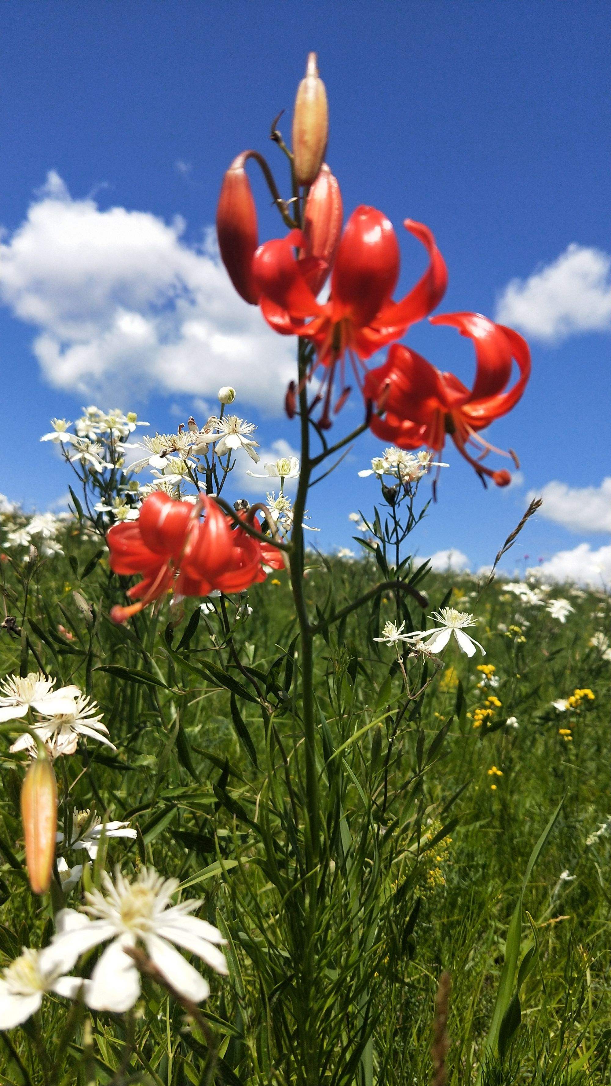 《山丹丹》  与时夏深 家乡的背景在记忆中也腴媚起来 蓬生的山草纷乱
