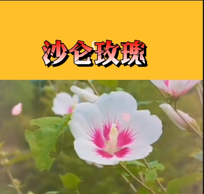 真人真唱,学唱一首《沙仑玫瑰》送给有缘的亲人