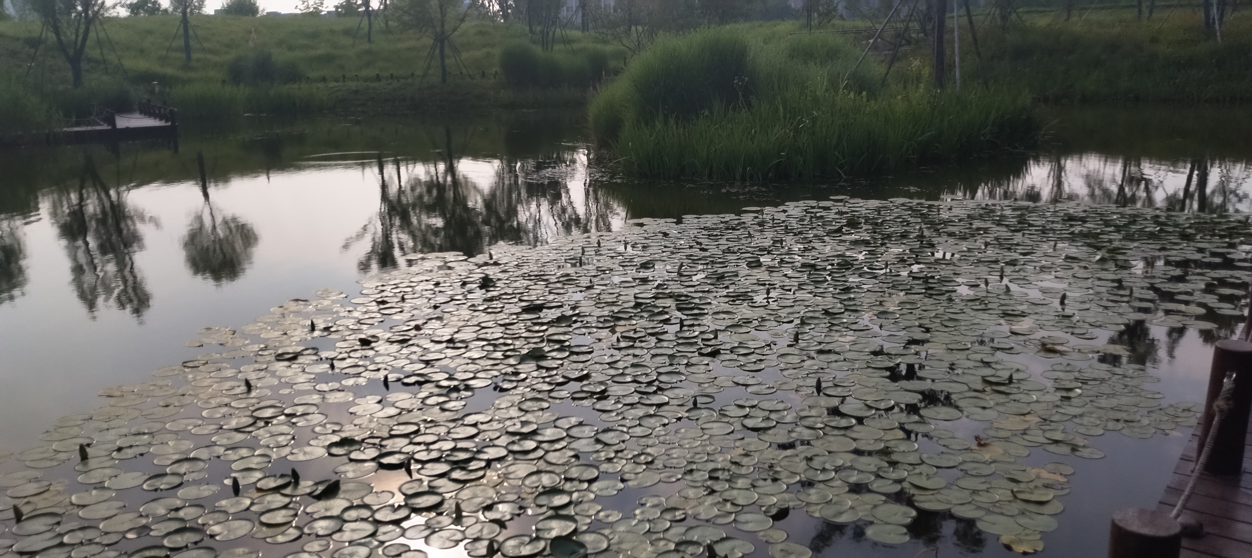 芦苇做鱼竿教程图片