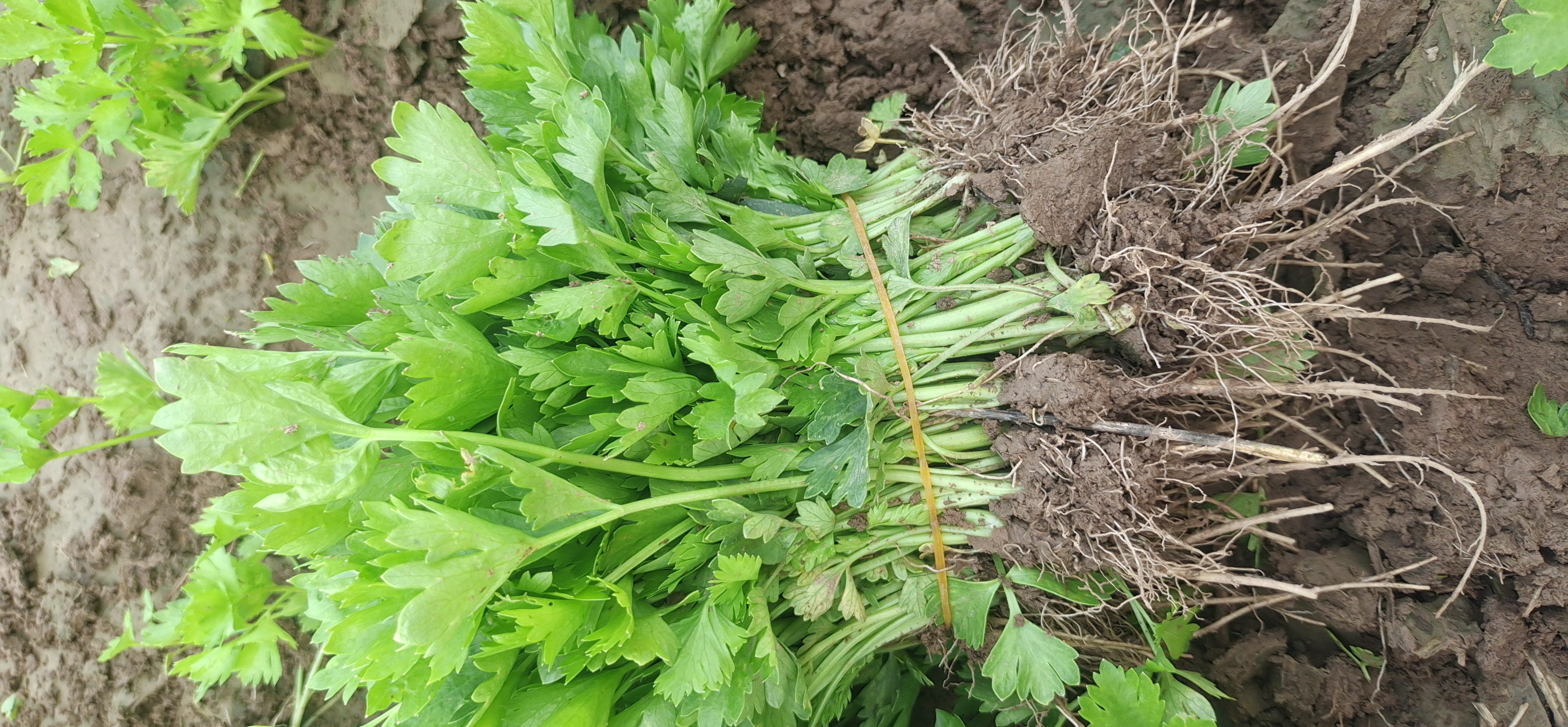 常年大量出售芹菜苗