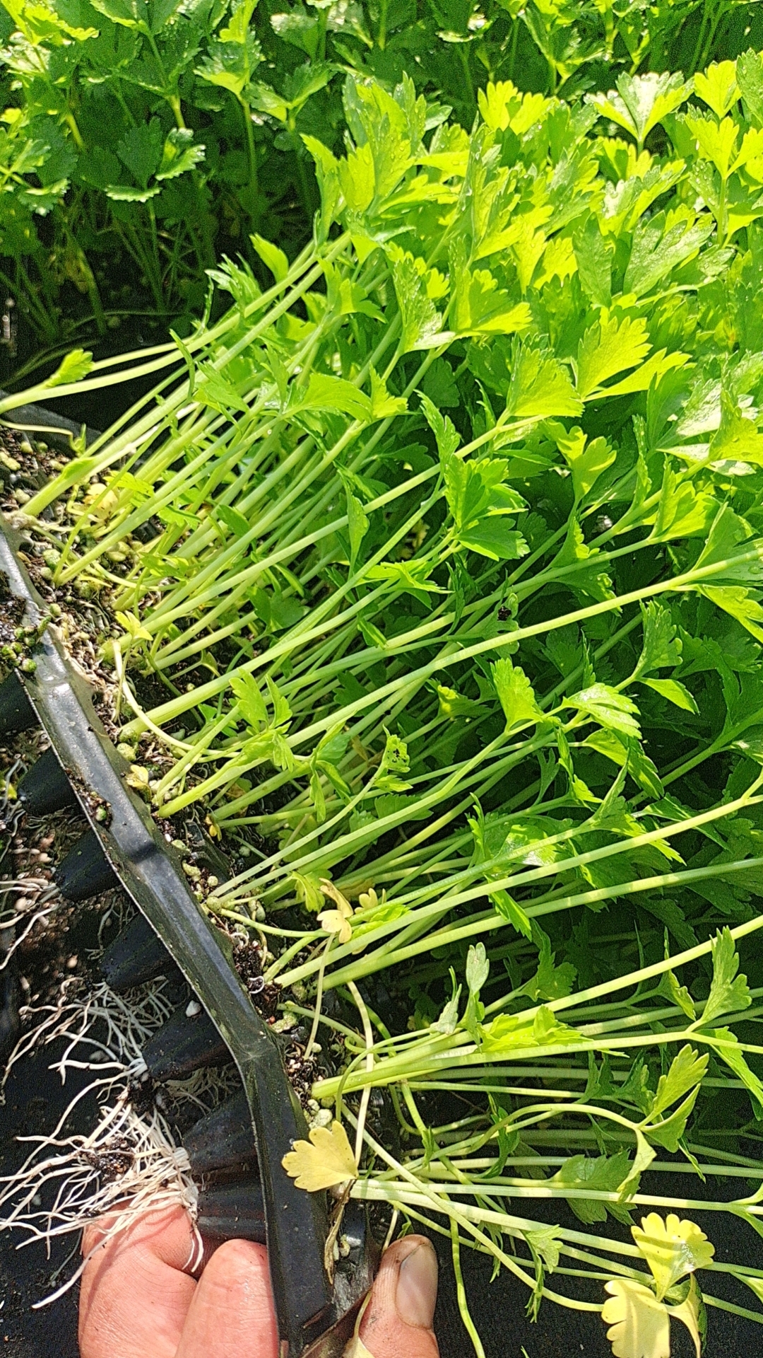 穴盘芹菜苗大量供应