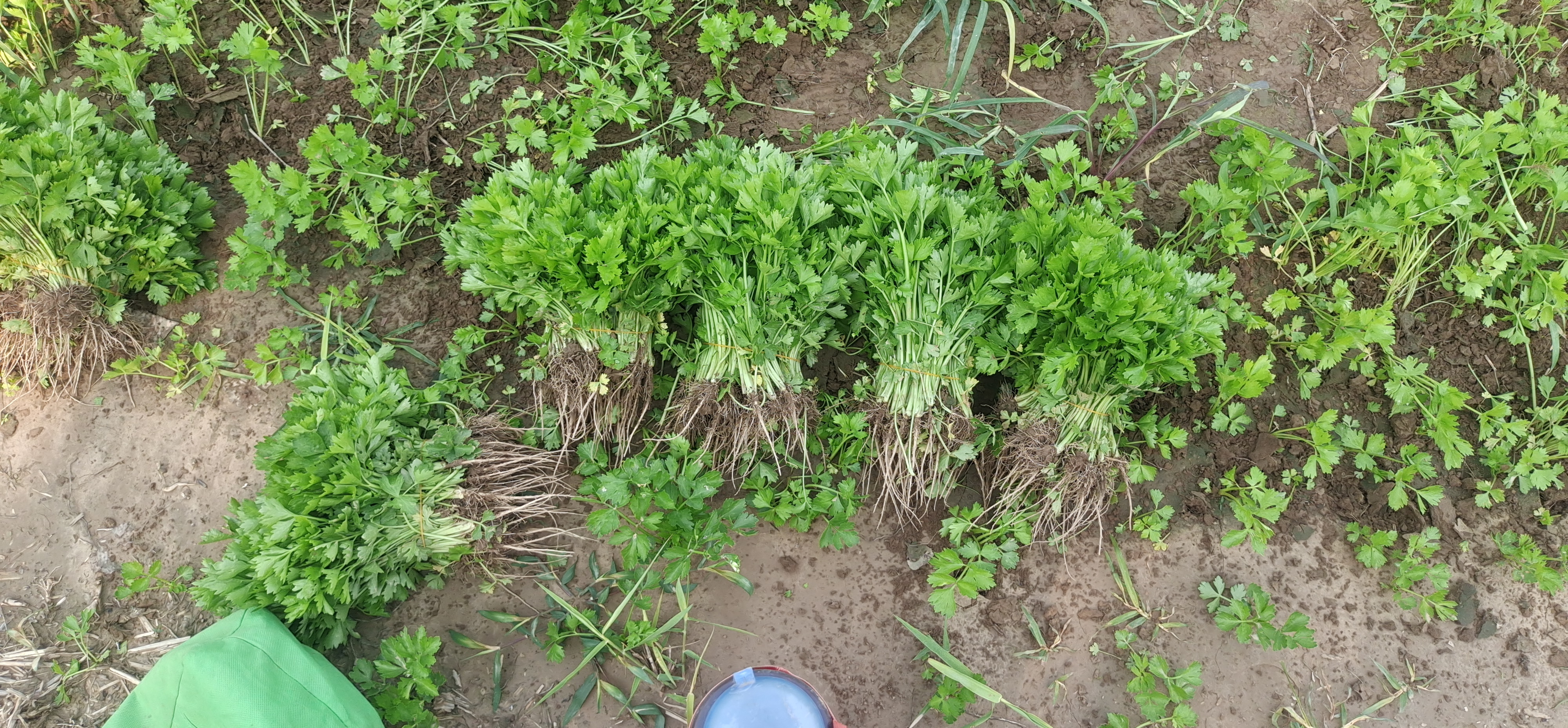 常年大量出售芹菜苗