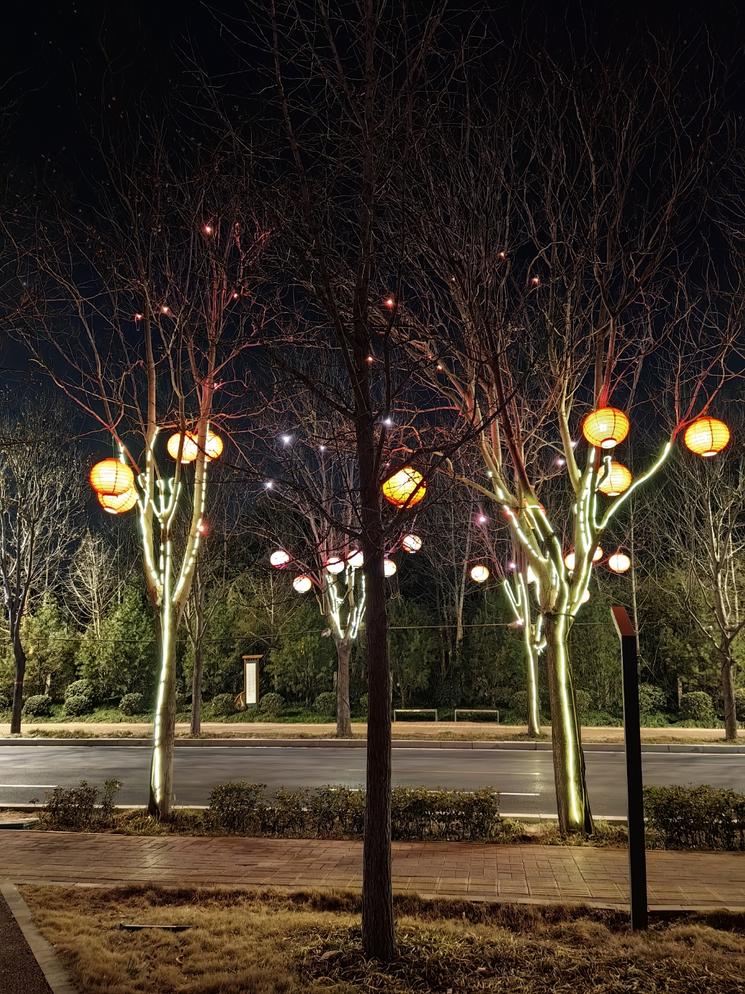 拍拍身边事# 夜晚的公园里,树木被温暖的灯光照耀,营造出梦幻般的