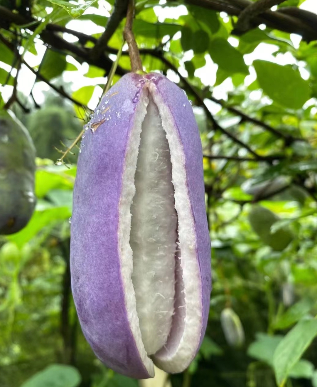 紫叶桃花果实图片