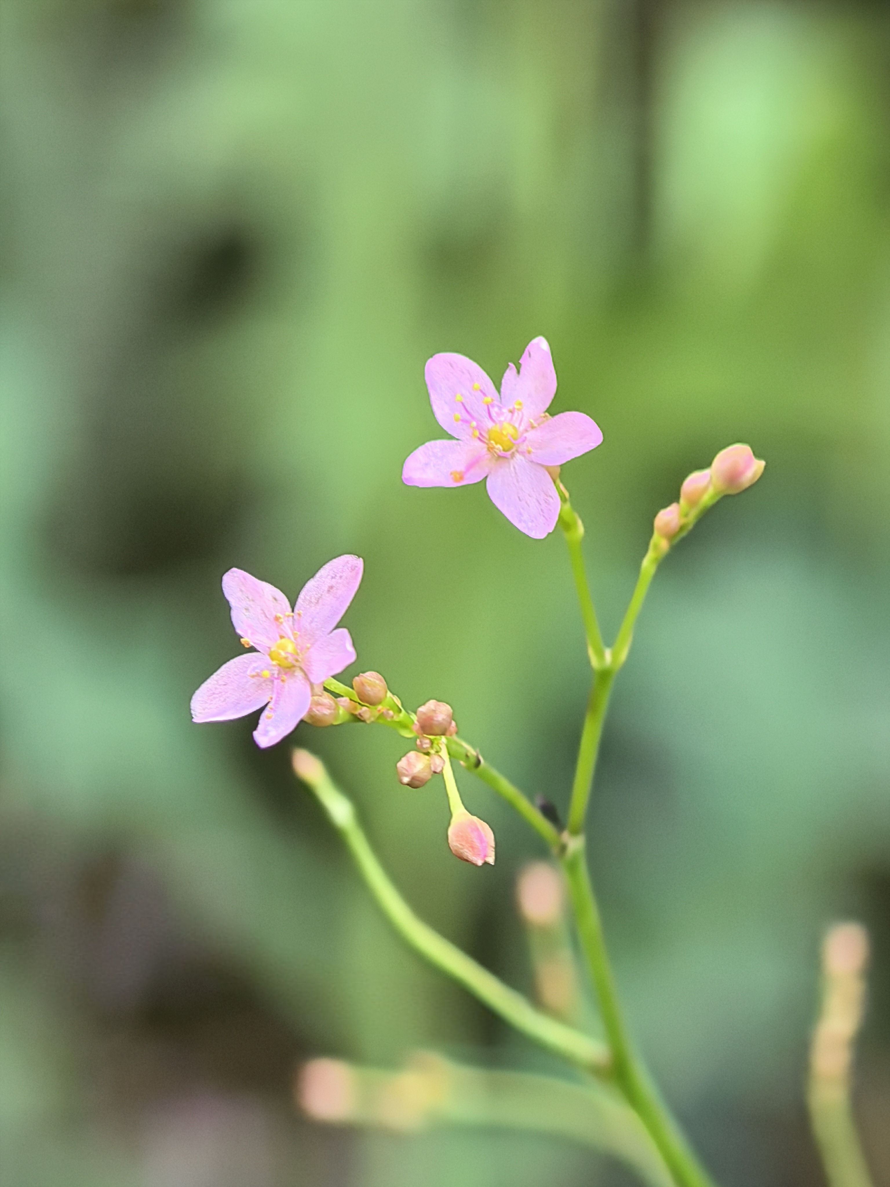 土人参的花朵小到你不会去注意它,但仔细看其实长得挺精致.