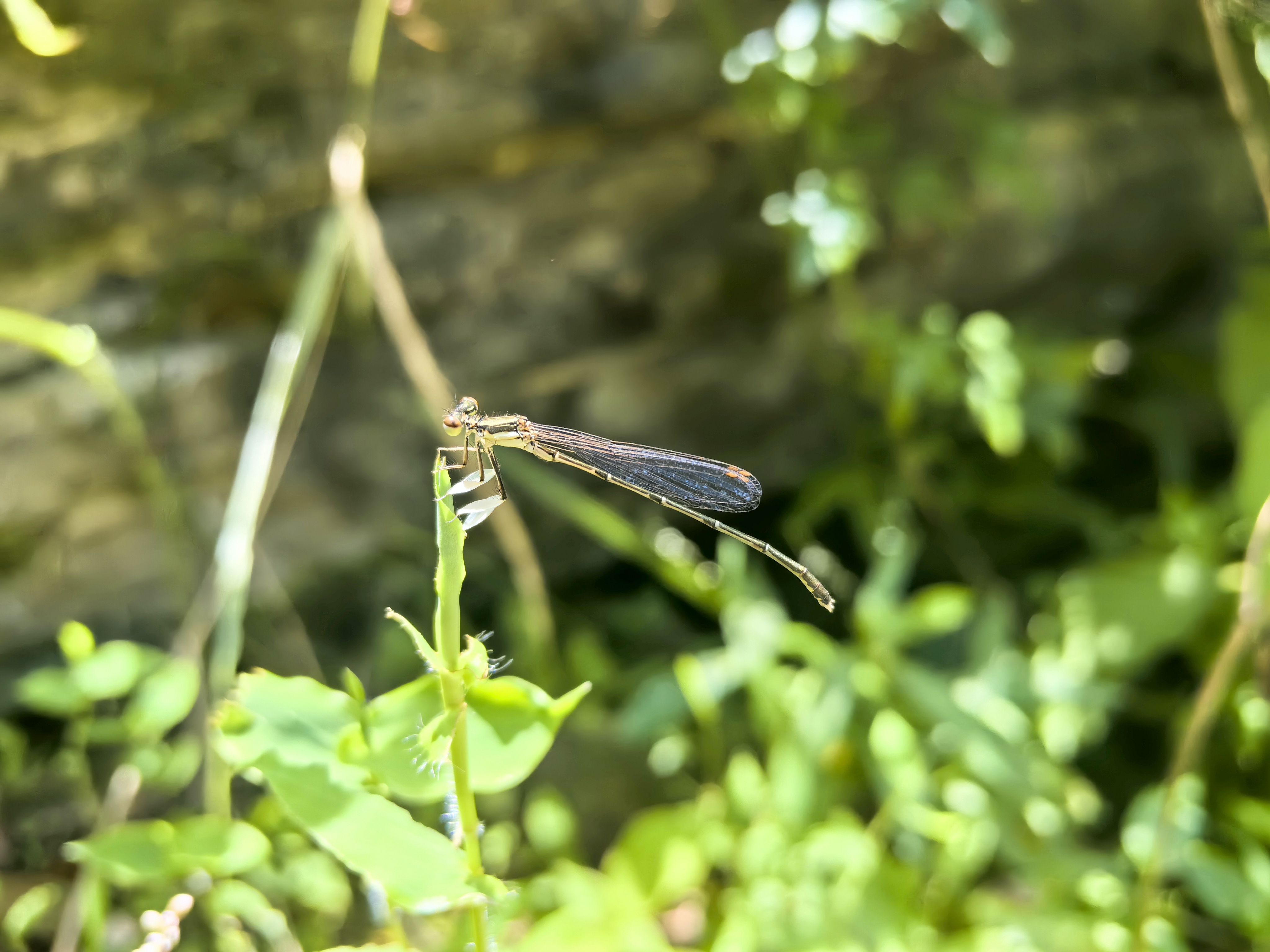 捕捉到一只小精灵,它的翅膀透明得能看见脉络,真是自然界的小奇迹呀.
